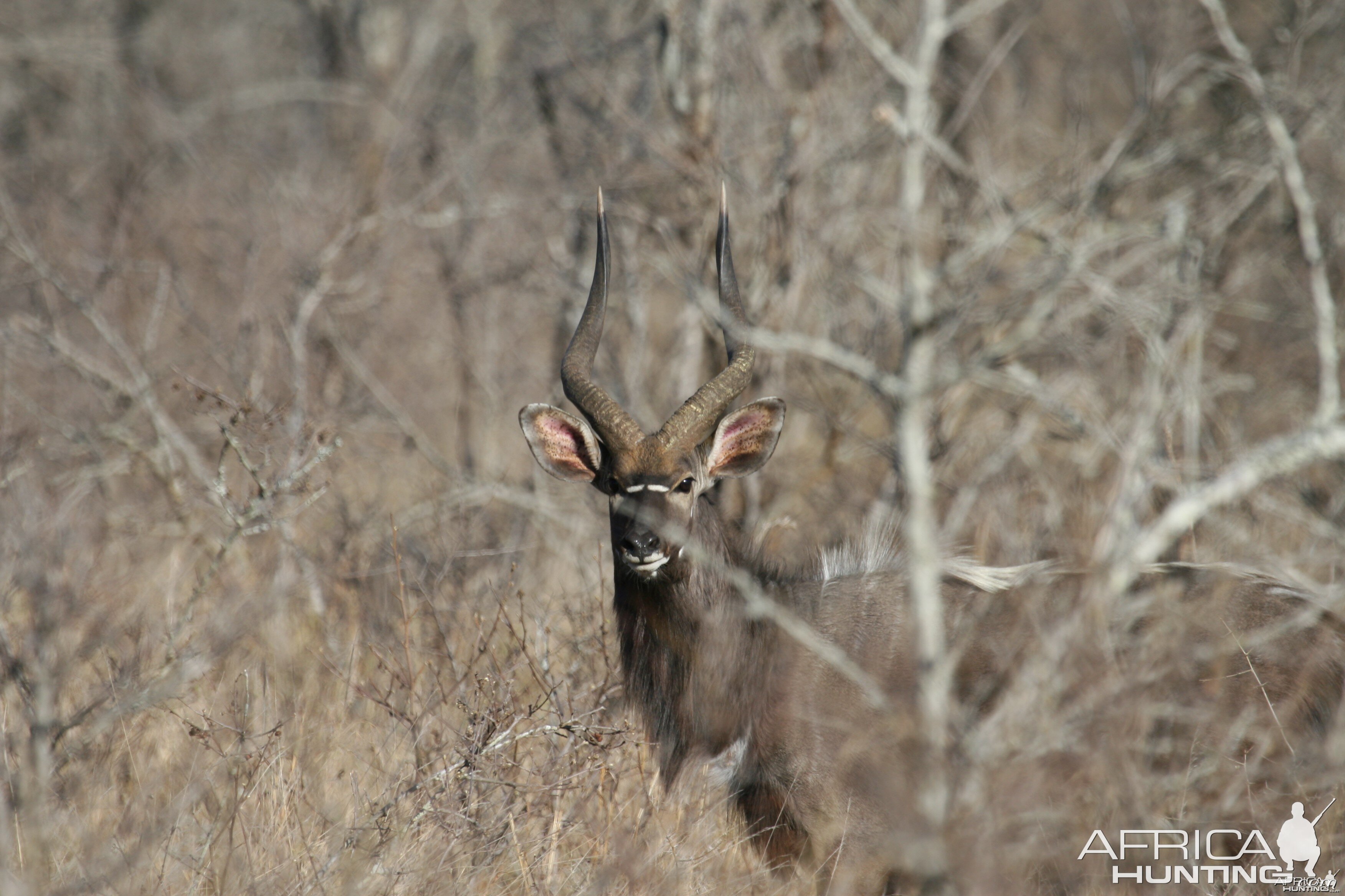 Nyala bull