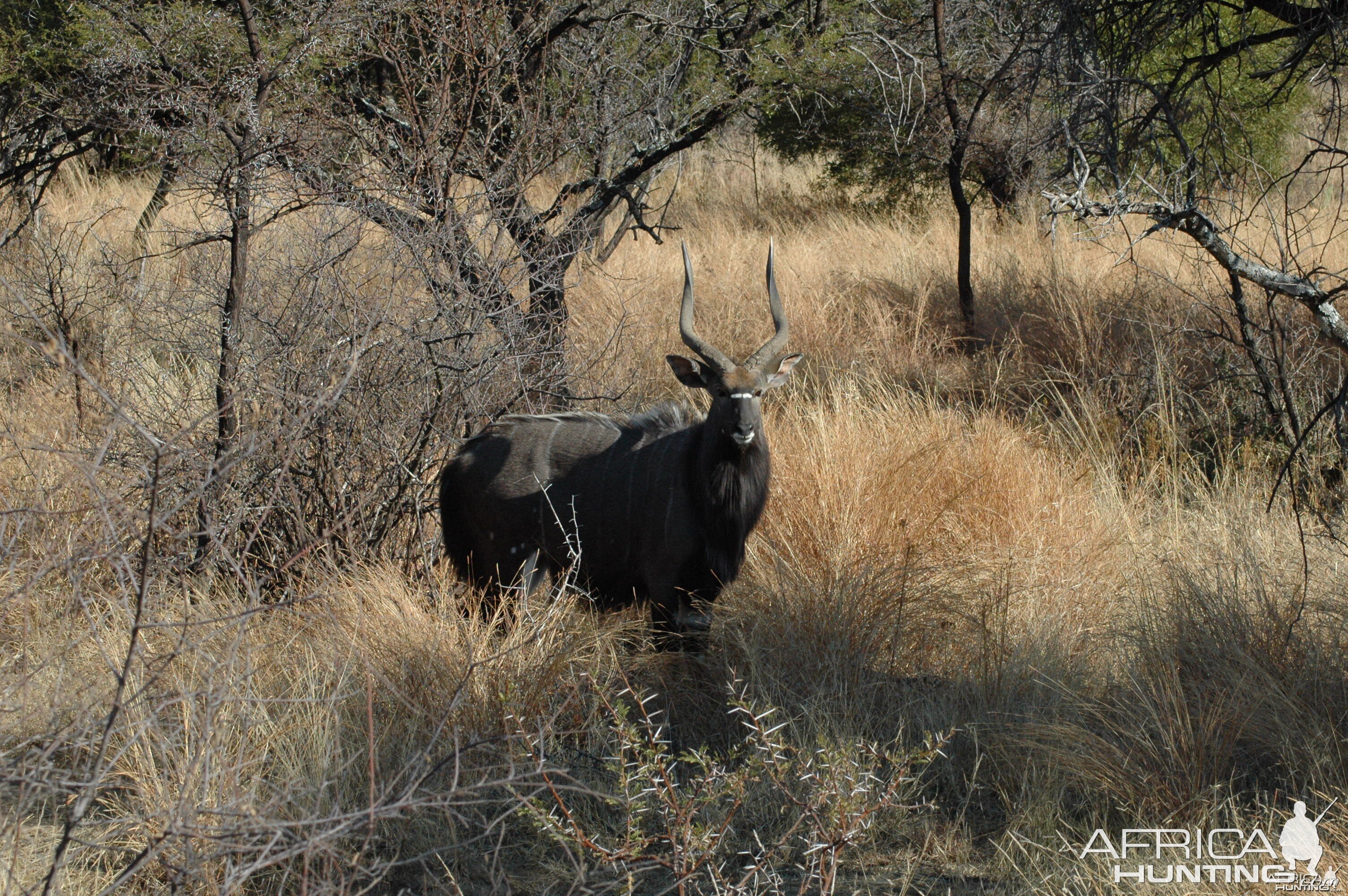 Nyala bull