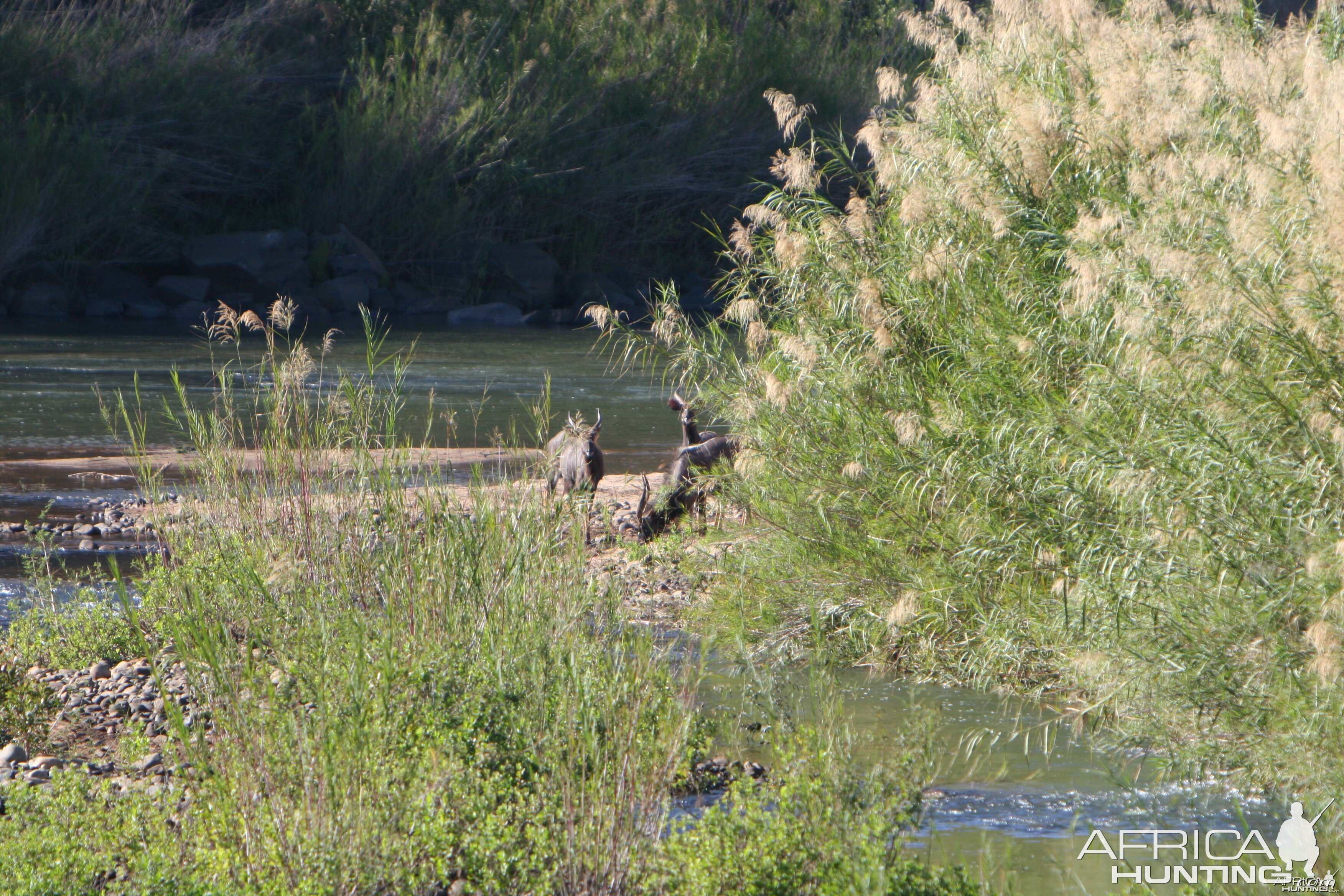 Nyala bulls coming out of hiding