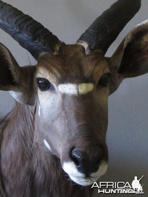 Nyala Close Up