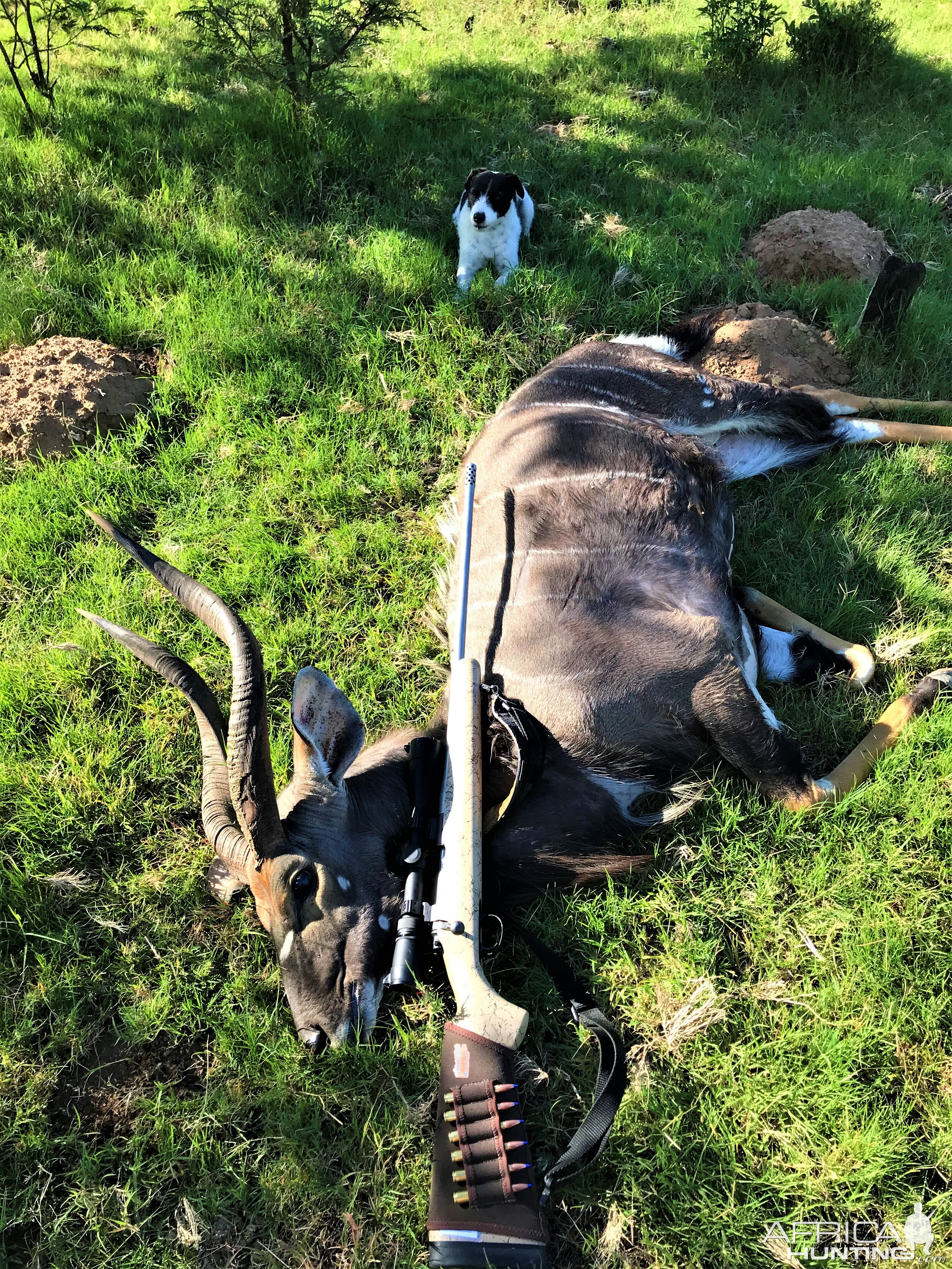 Nyala Eastern Cape South Africa