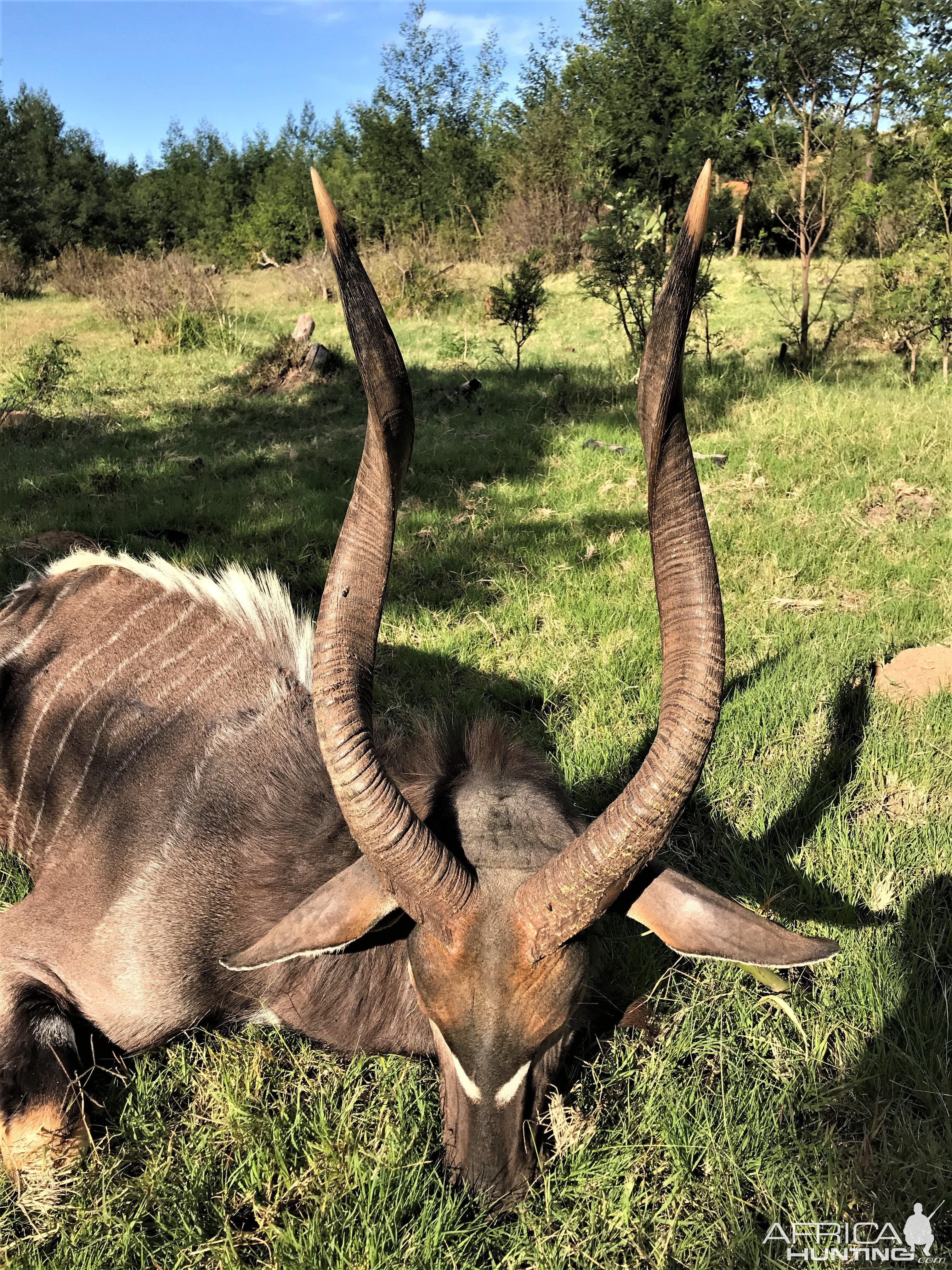 Nyala Eastern Cape South Africa