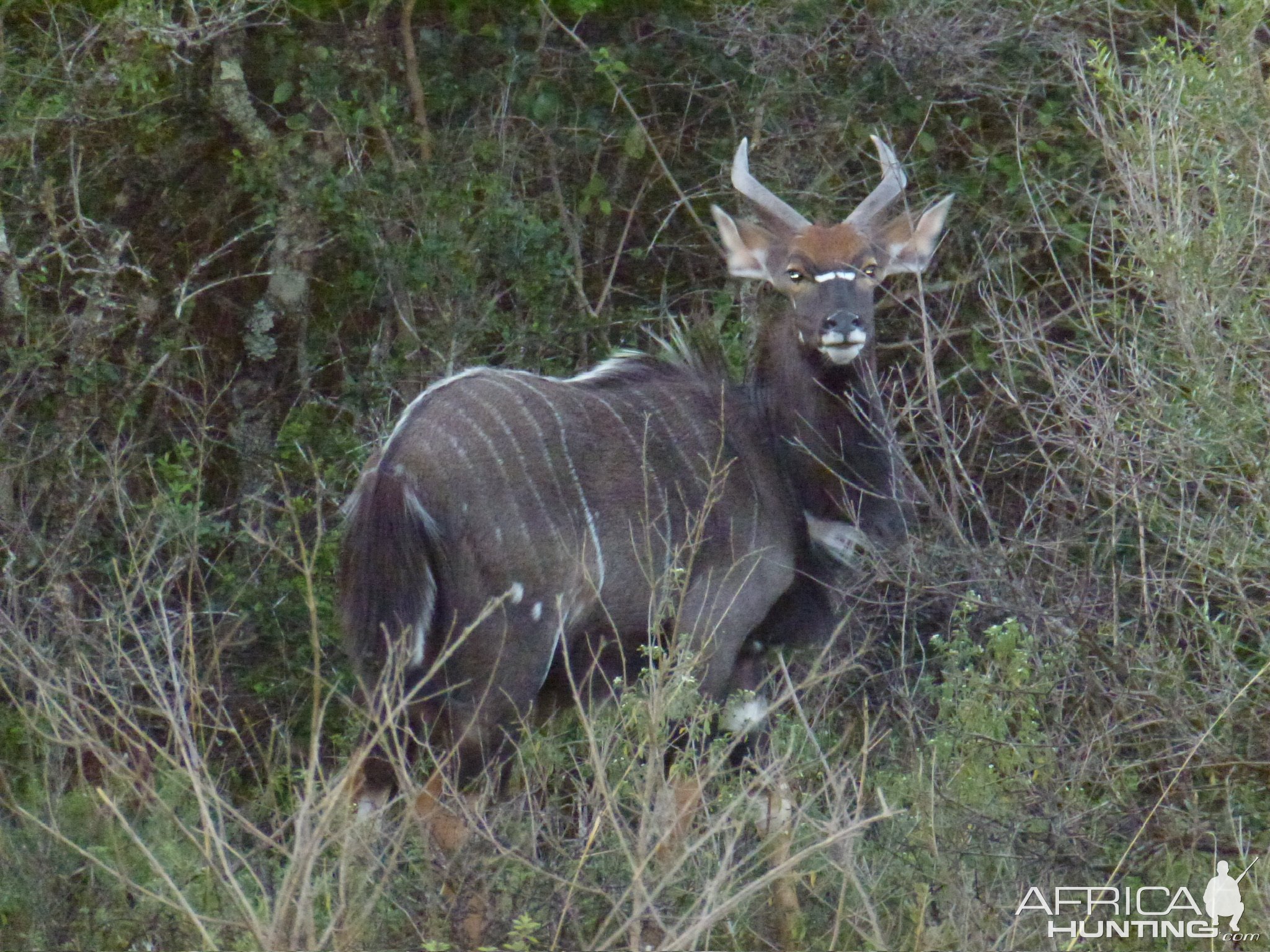 Nyala Eastern Cape South Africa