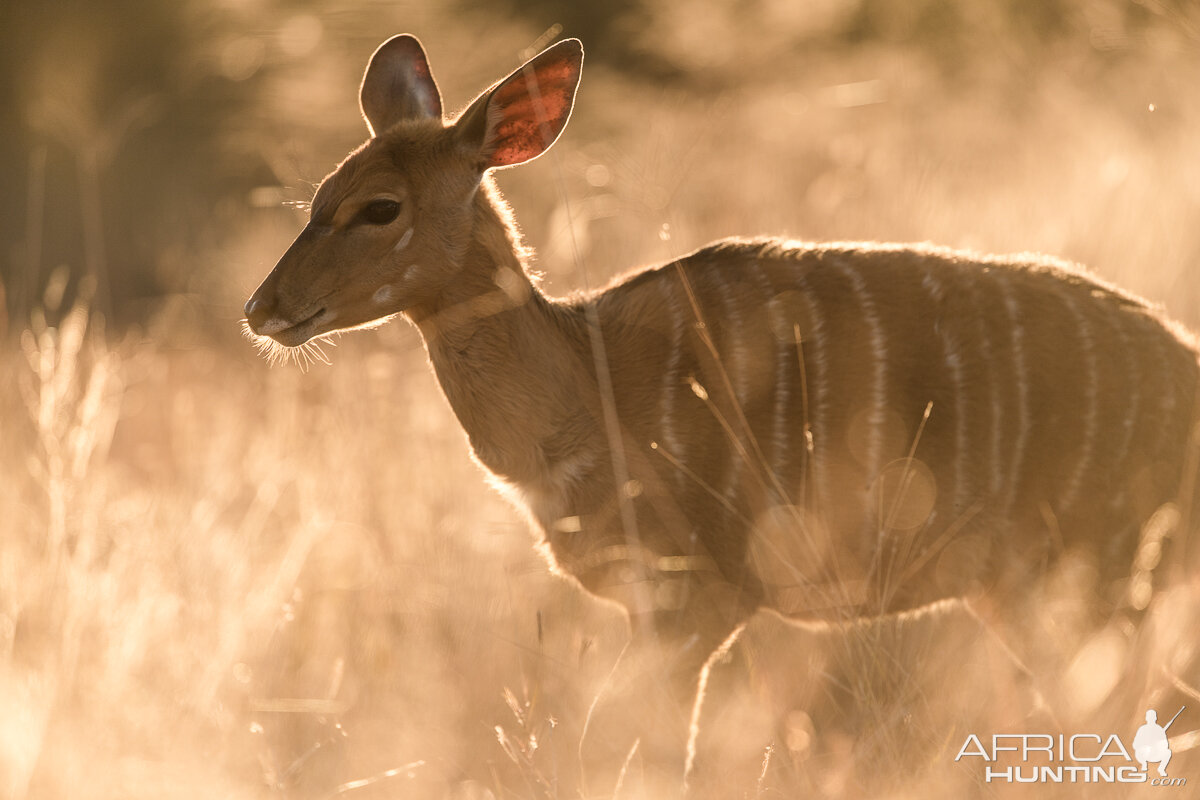 Nyala Ewe South Africa