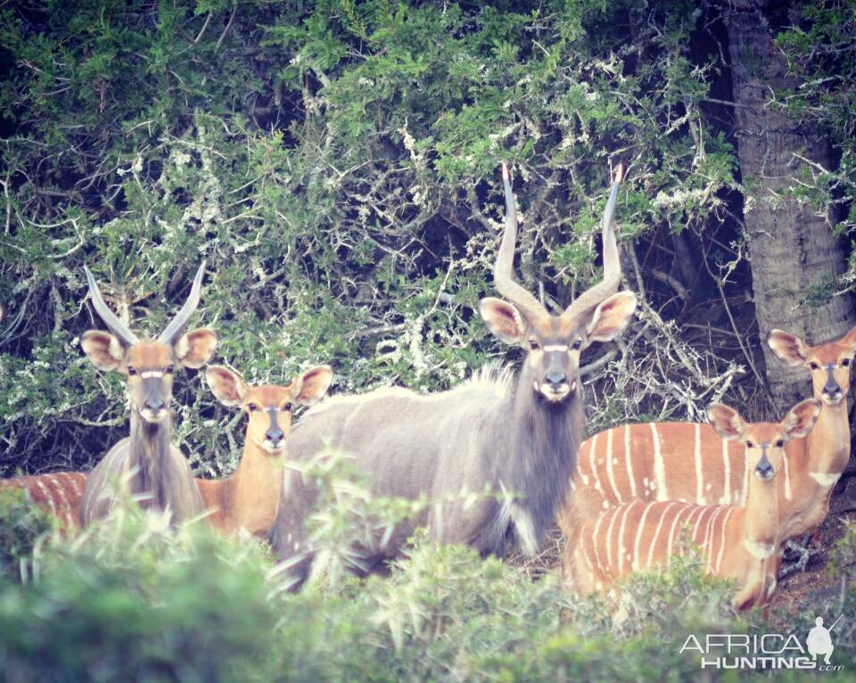 Nyala family herd South Africa