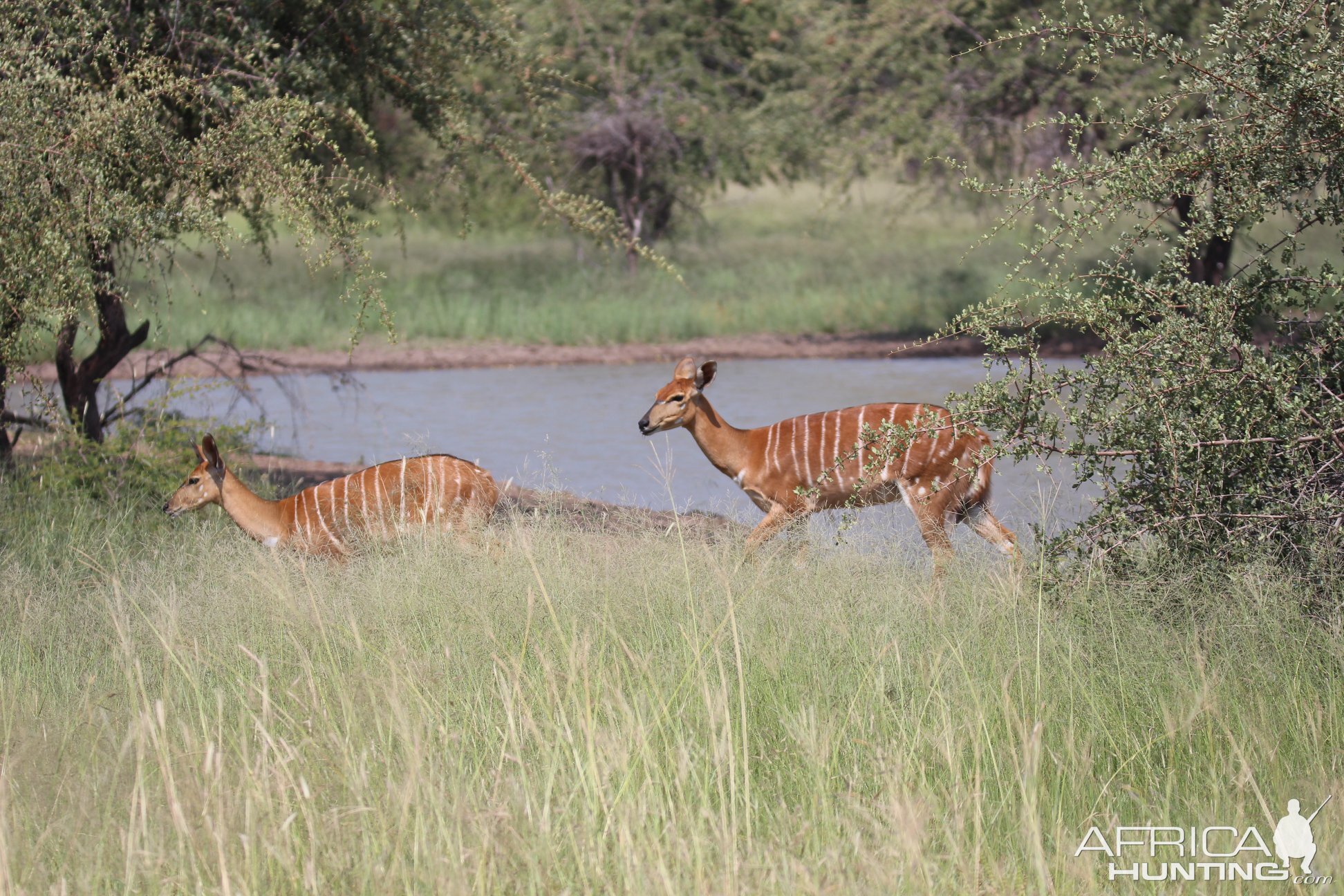 Nyala Female South Africa