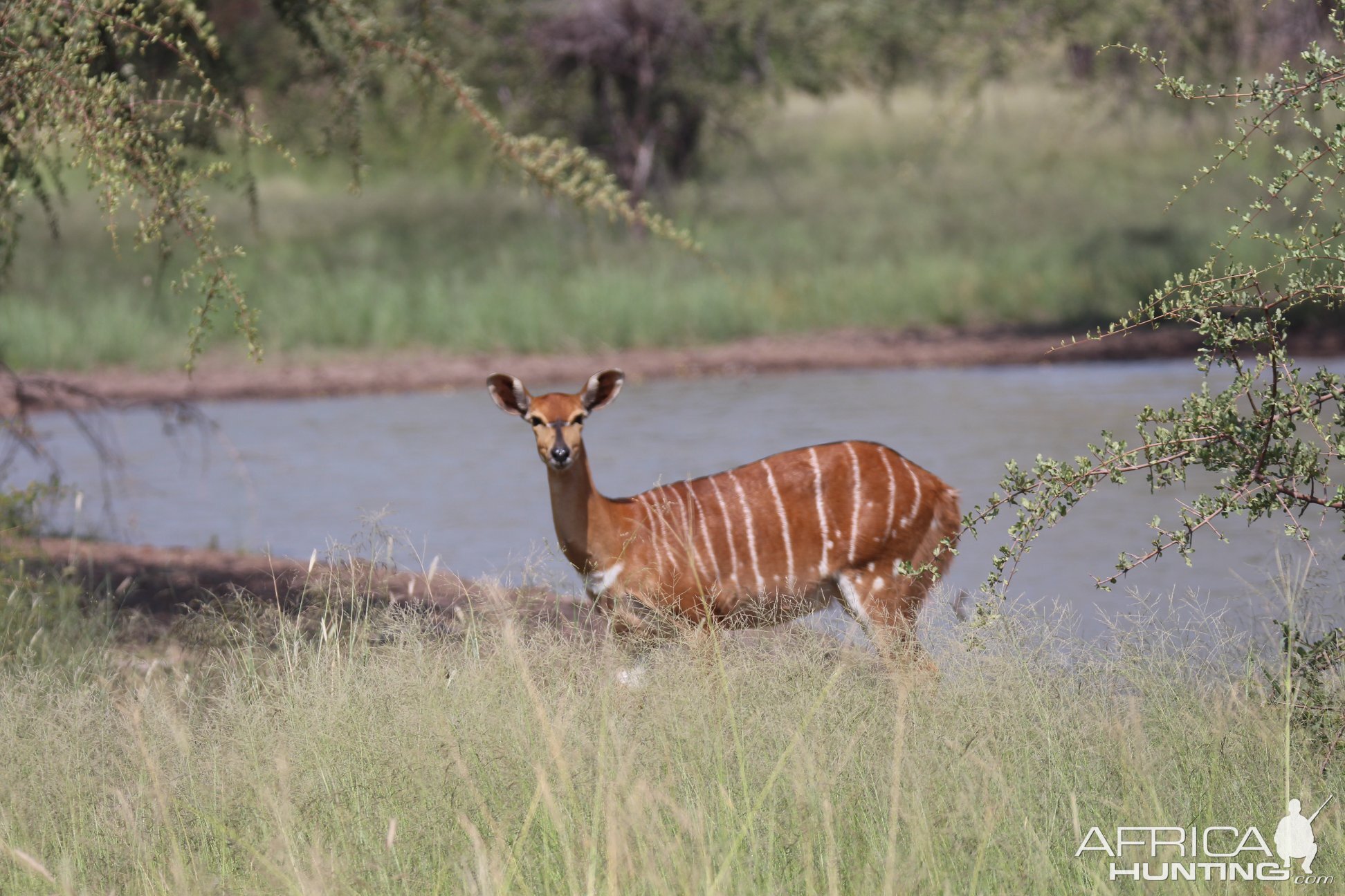 Nyala Female South Africa