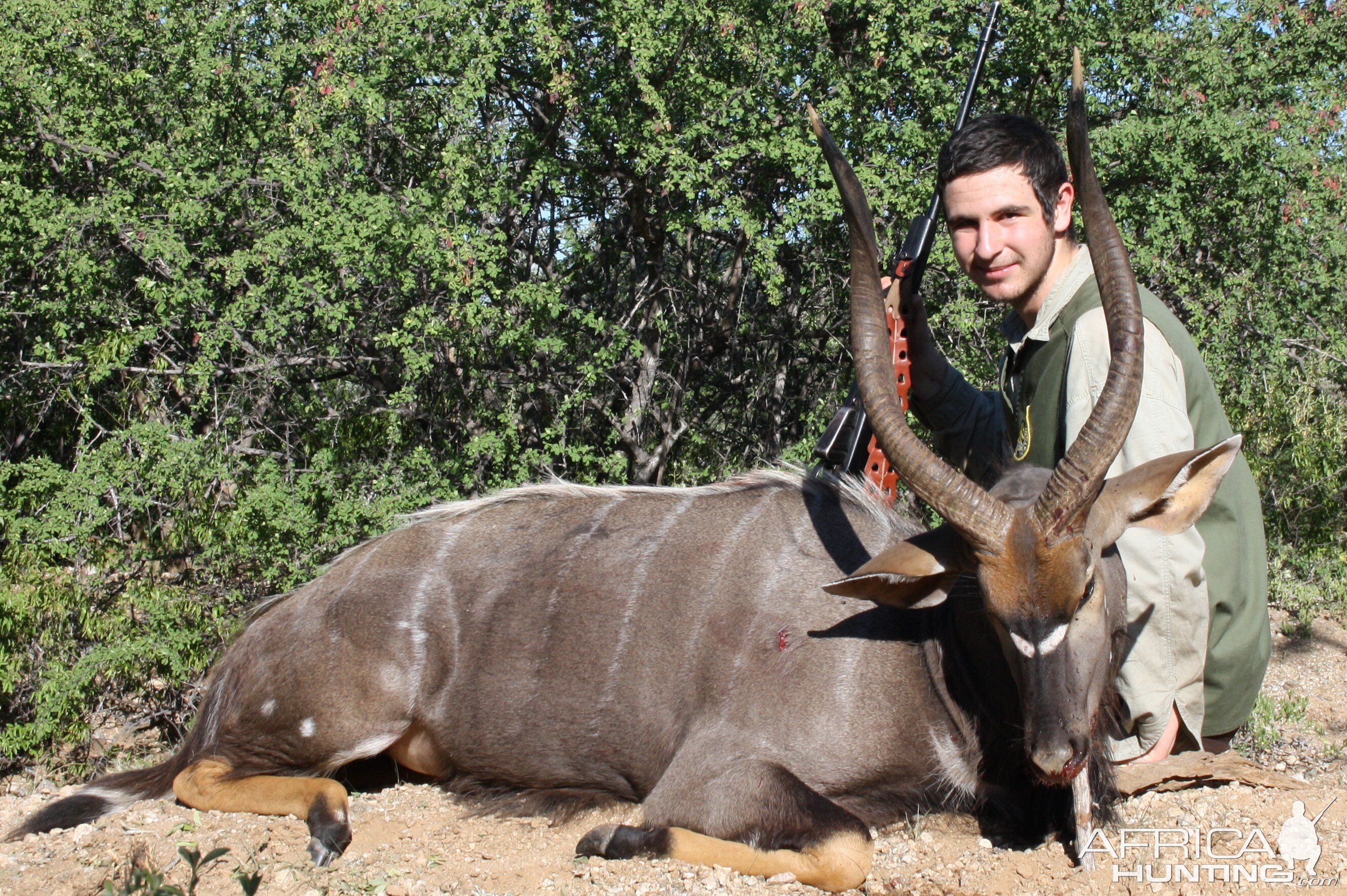 Nyala from Limpopo