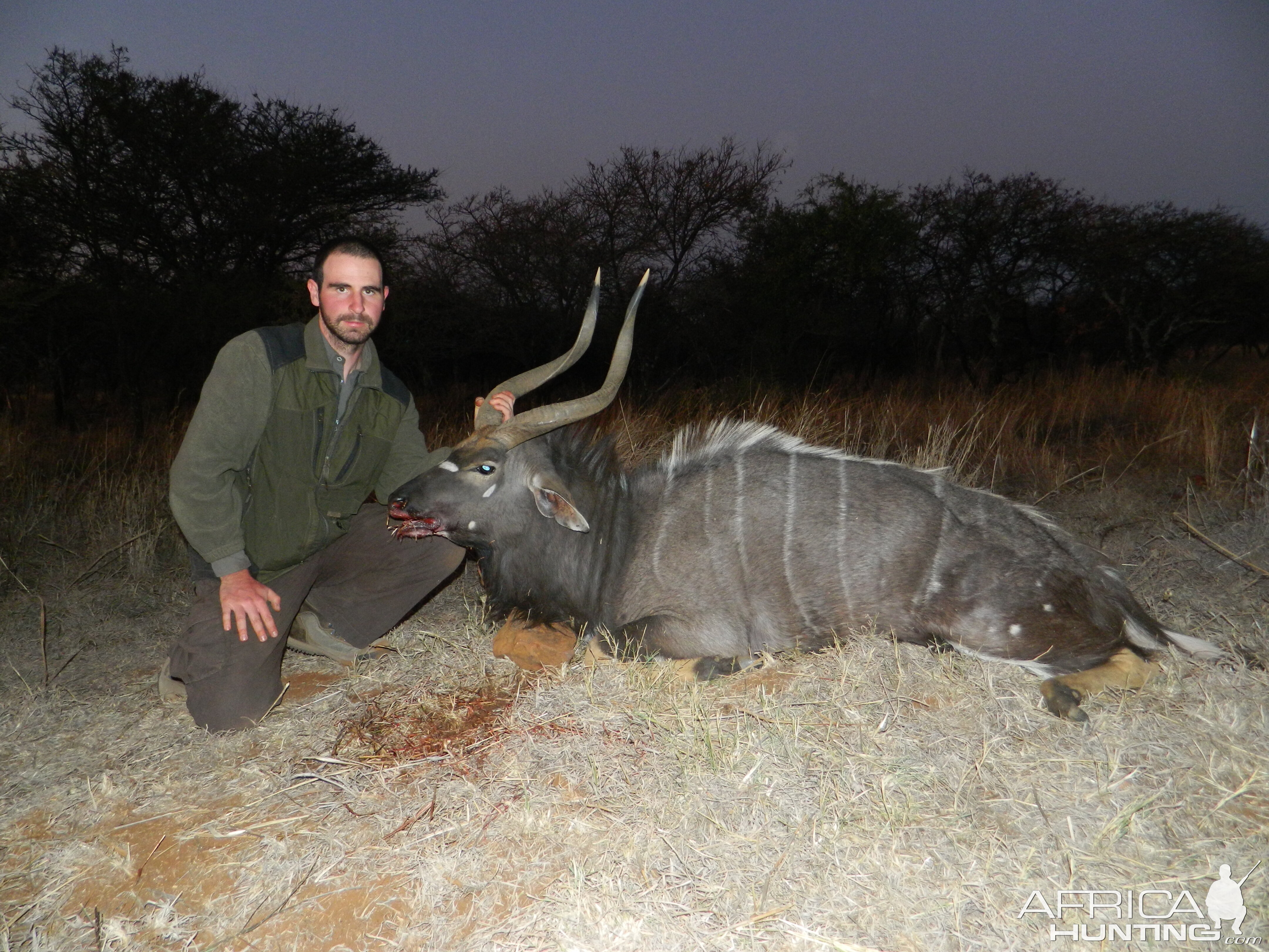 Nyala from Mpumalanga