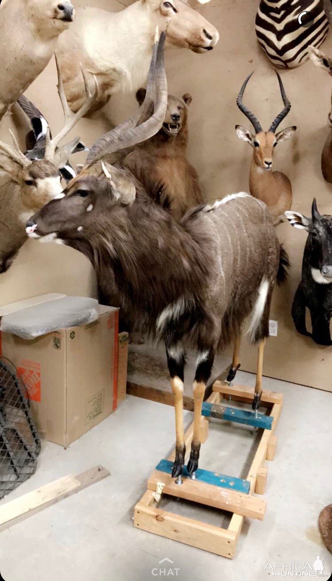 Nyala Full Mount Taxidermy