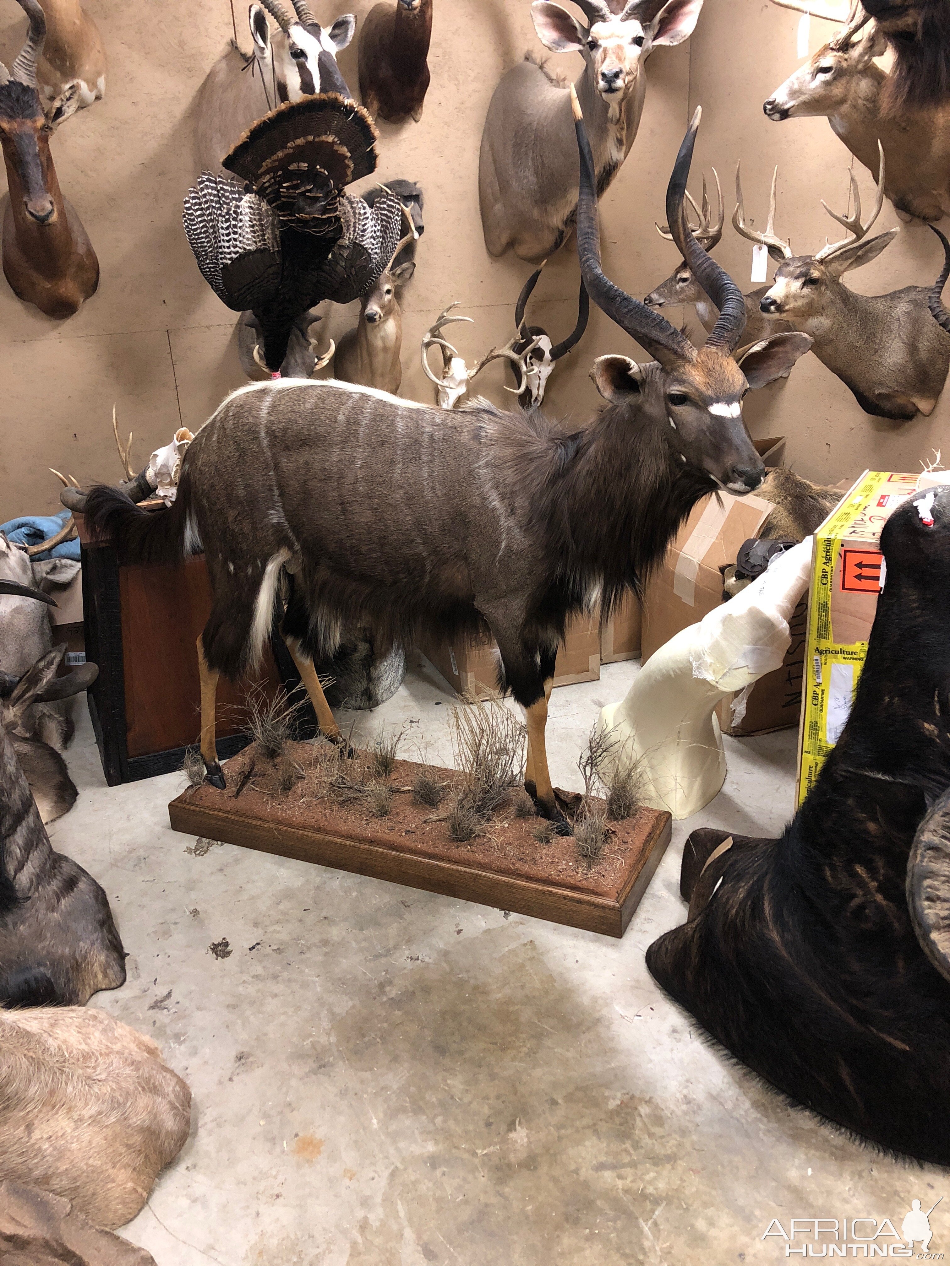 Nyala Full Mount Taxidermy