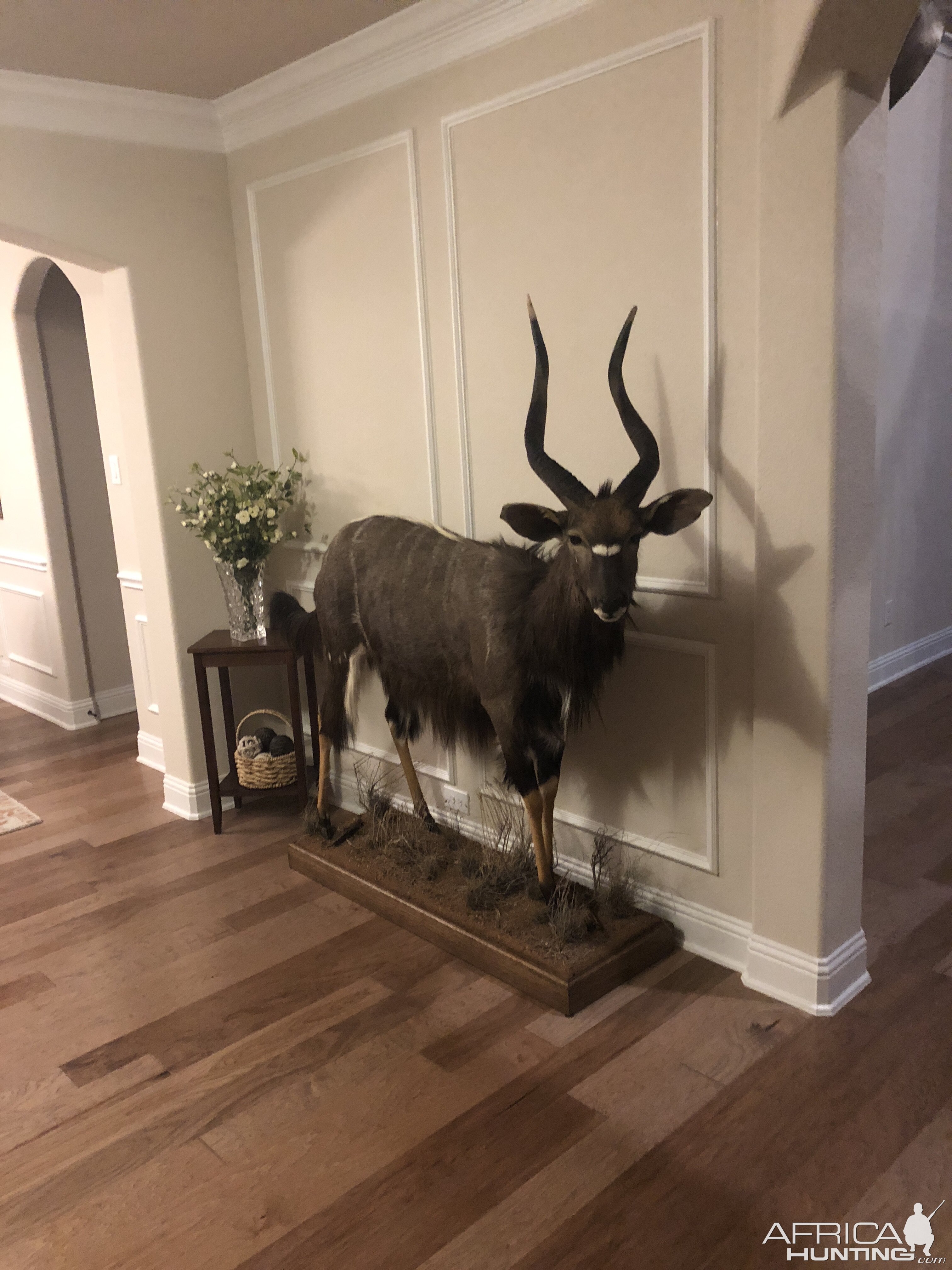 Nyala Full Mount Taxidermy