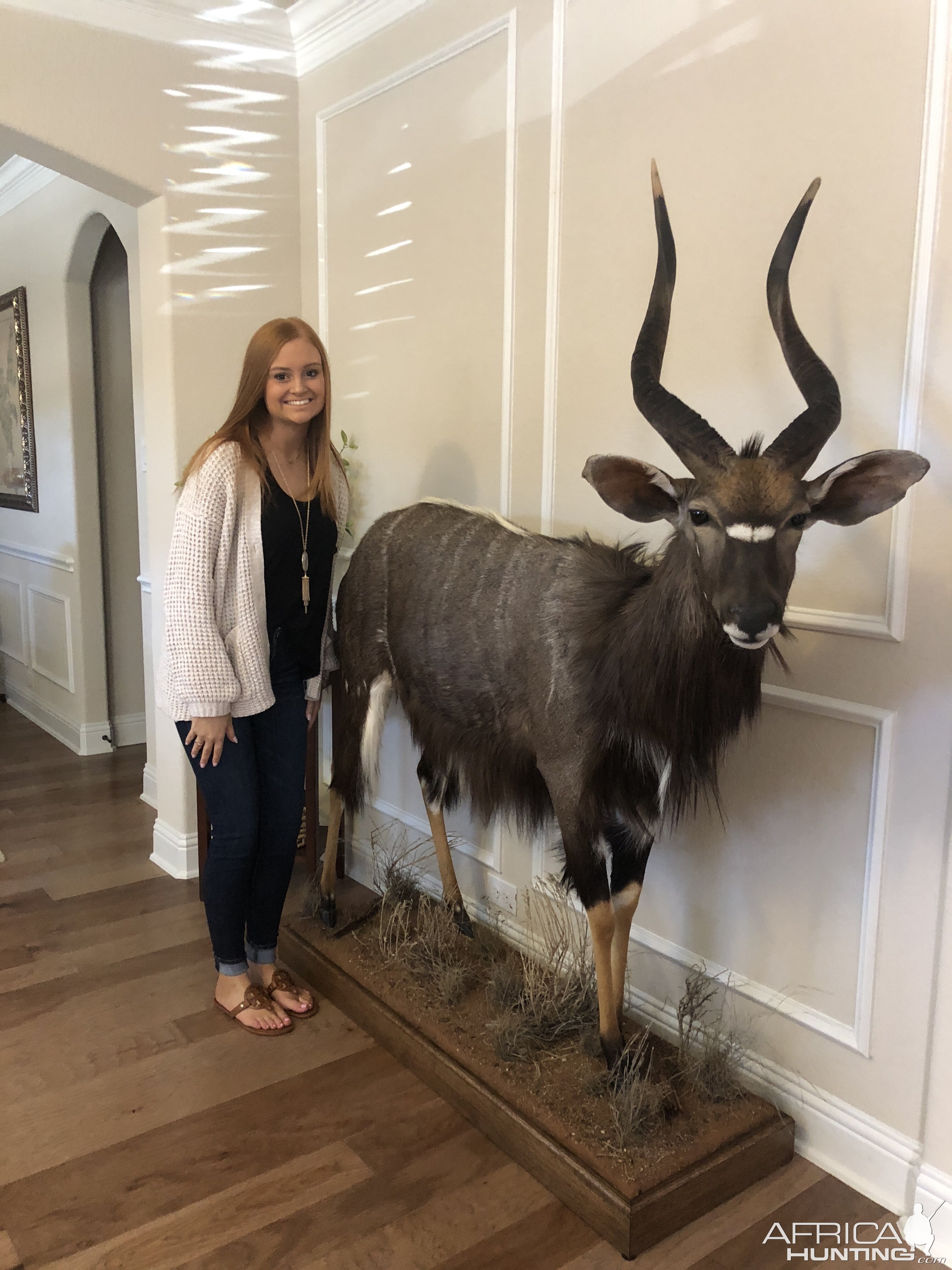 Nyala Full Mount Taxidermy