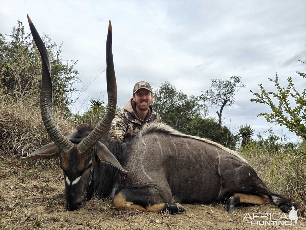 Nyala Hunt Eastern Cape South Africa