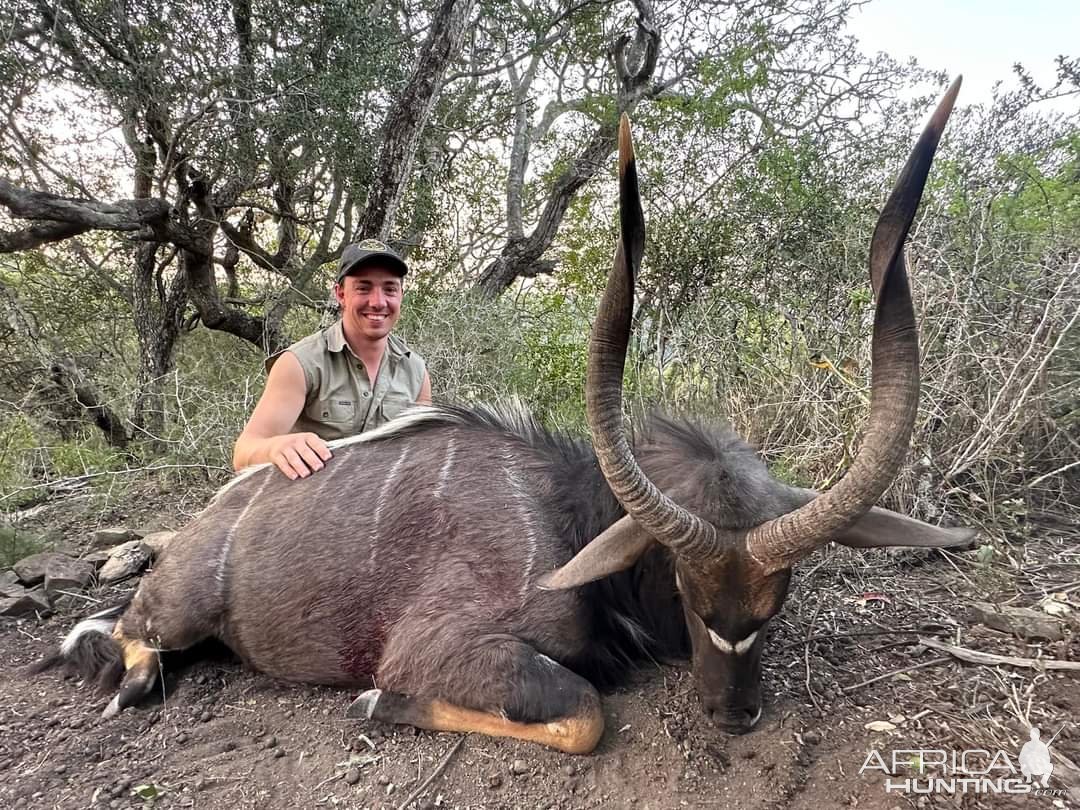 Nyala Hunt Eastern Cape South Africa