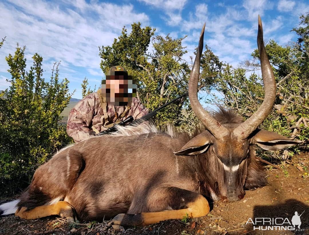 Nyala Hunt in South Africa