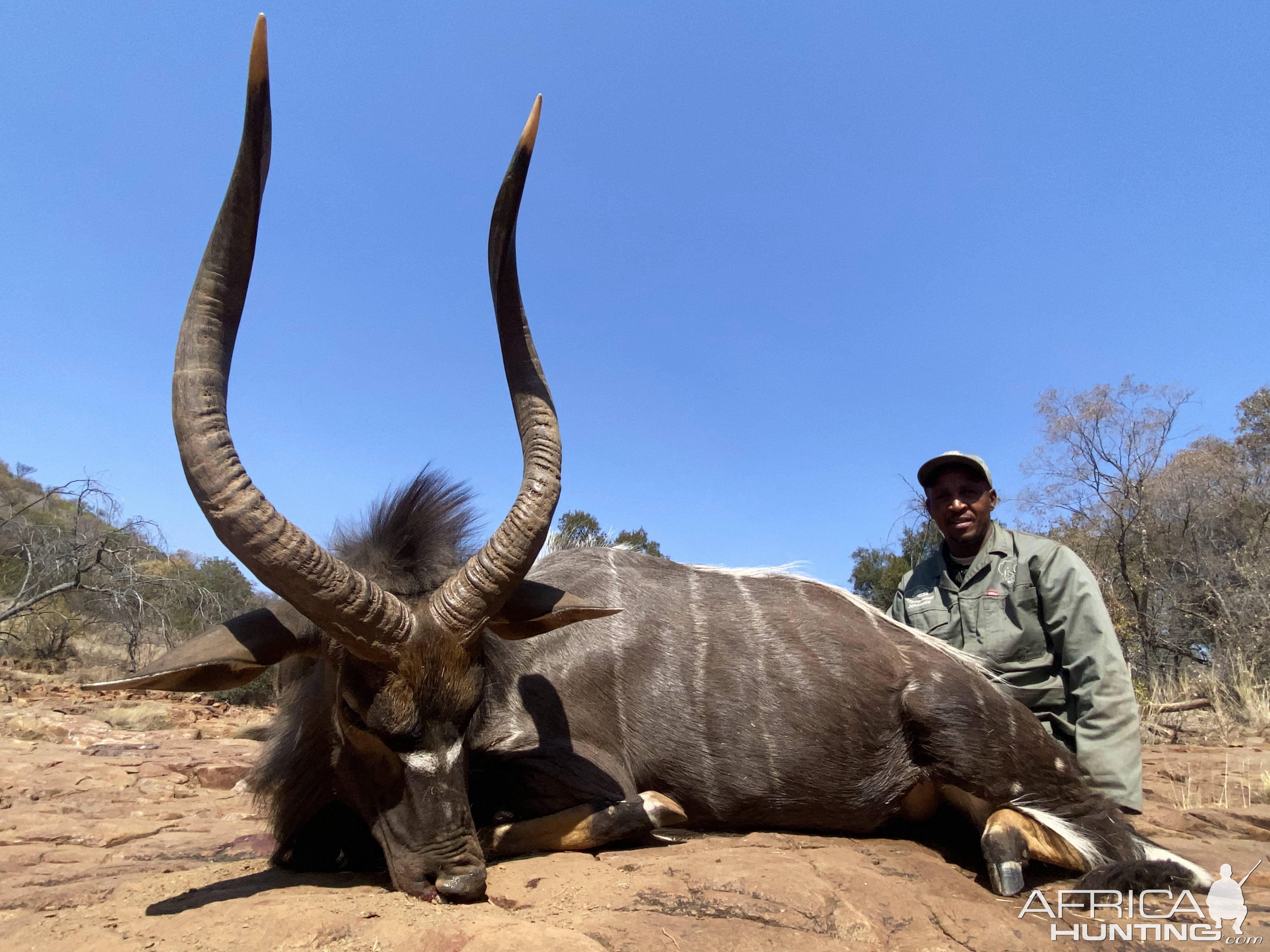 Nyala Hunt Kalahari South Africa