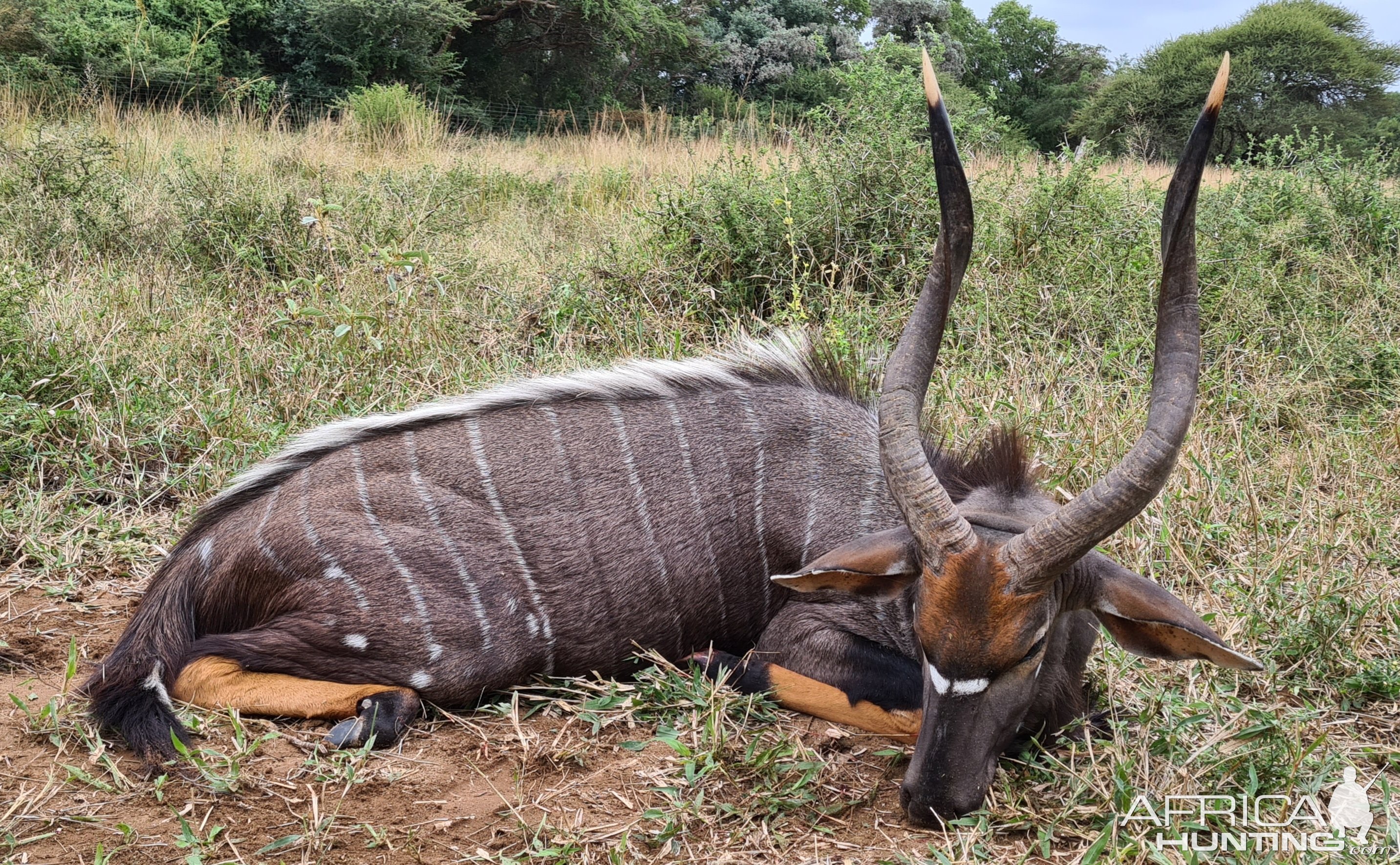 Nyala Hunt Limpopo South Africa