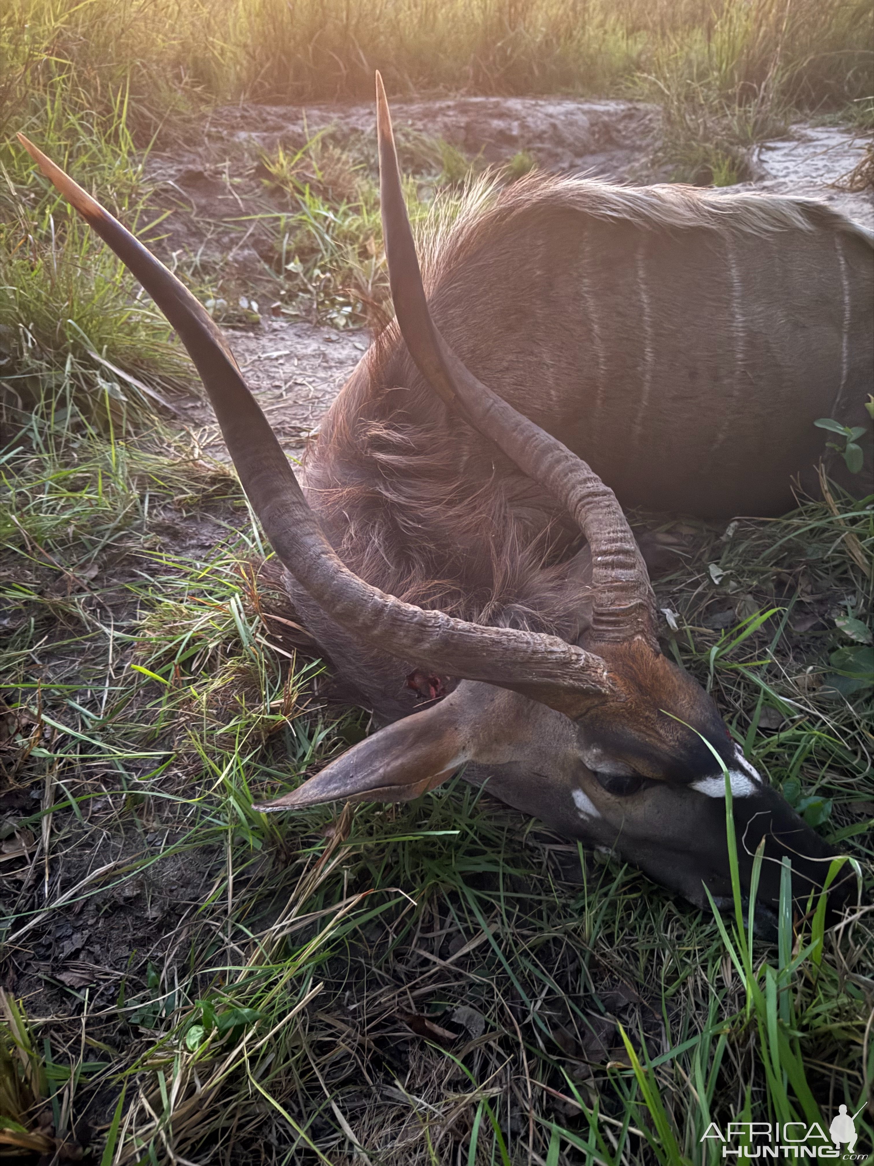 Nyala Hunt Mozambique