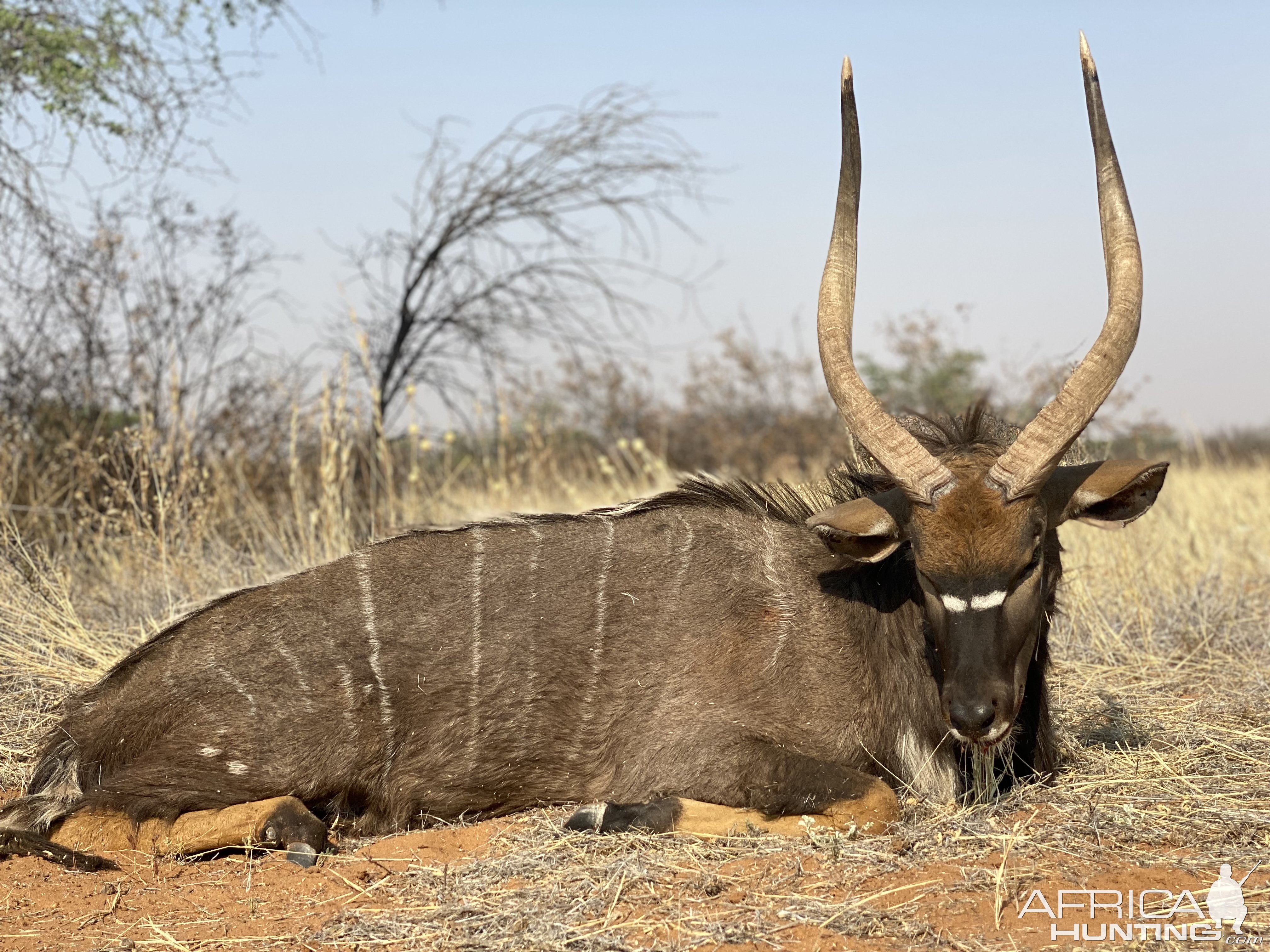 Nyala Hunt Namibia