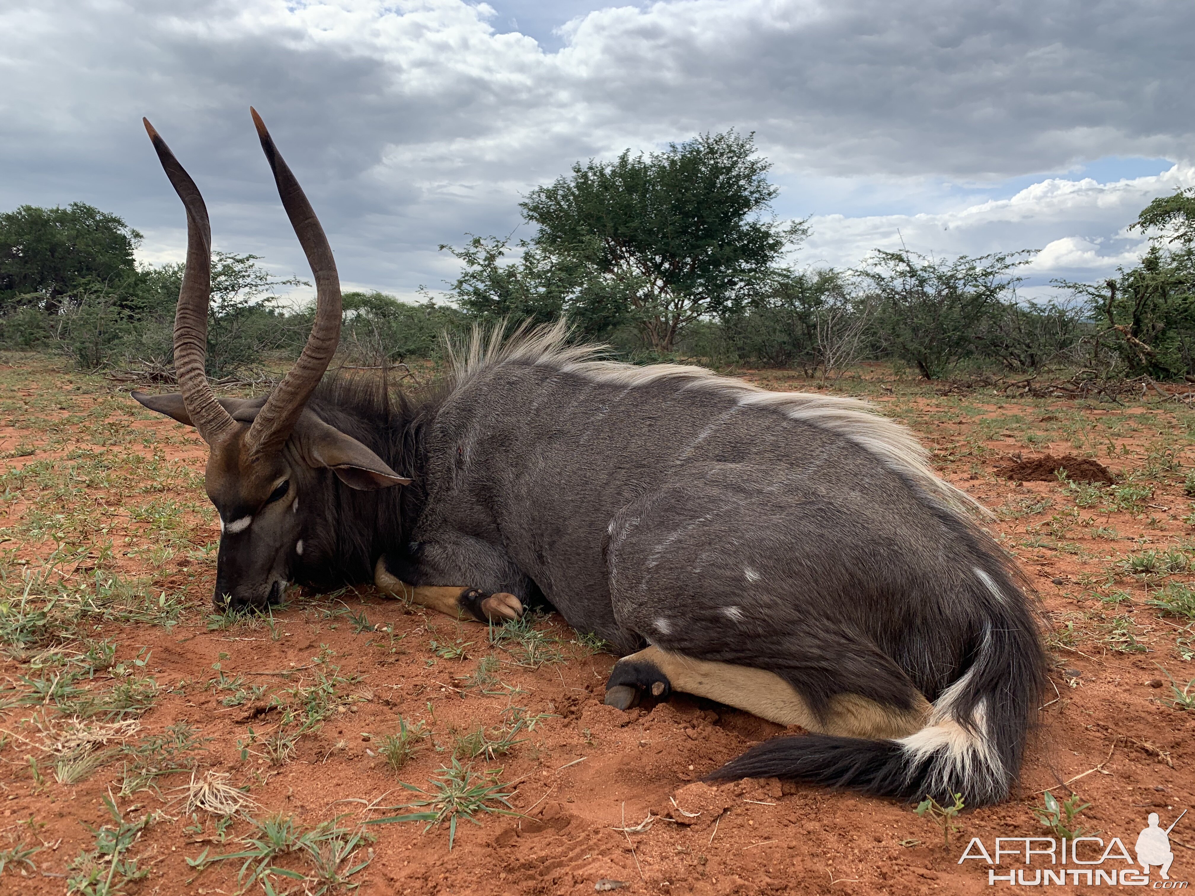 Nyala Hunt South Africa