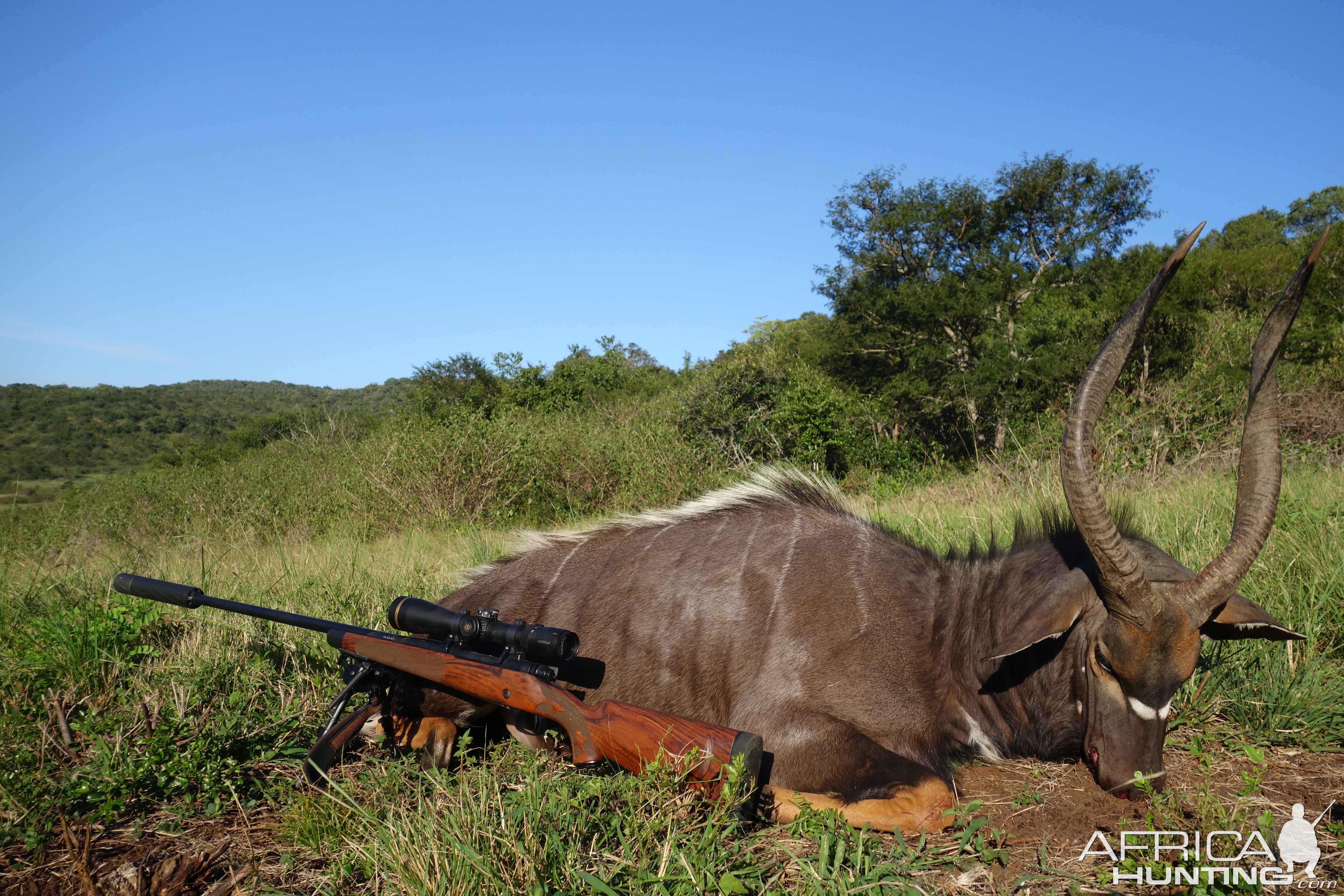 Nyala Hunt South Africa