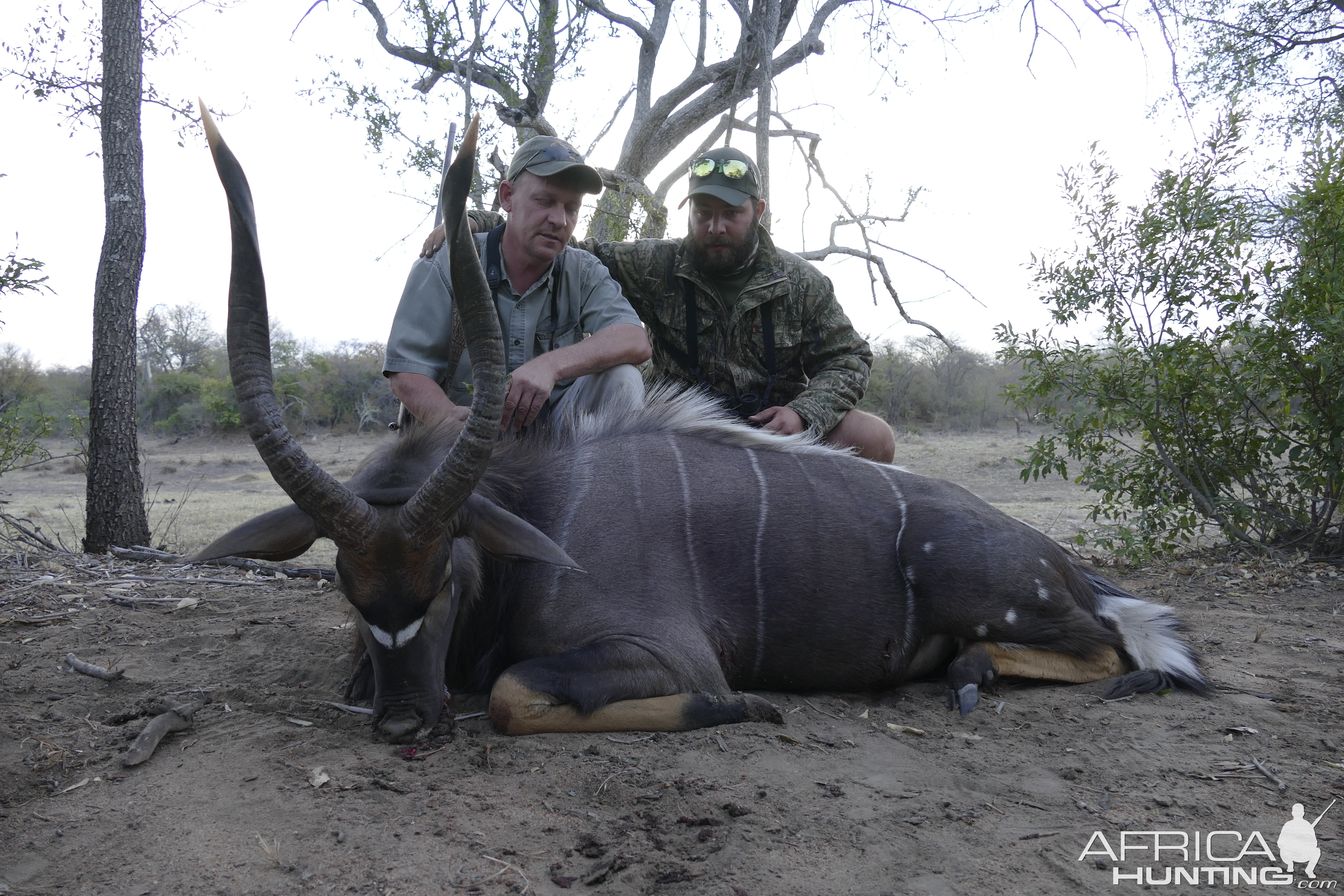 Nyala Hunt South Africa