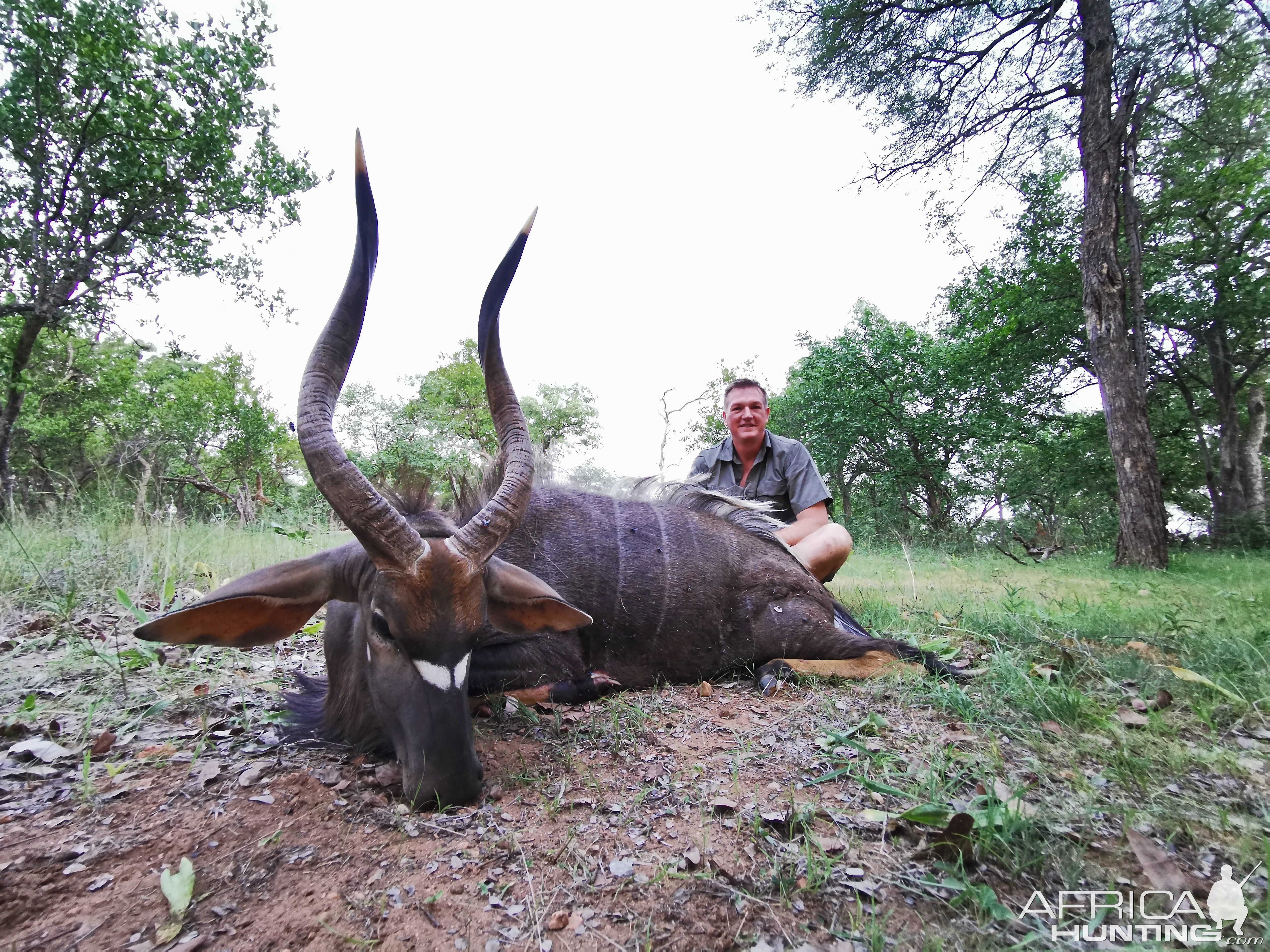 Nyala Hunt South Africa