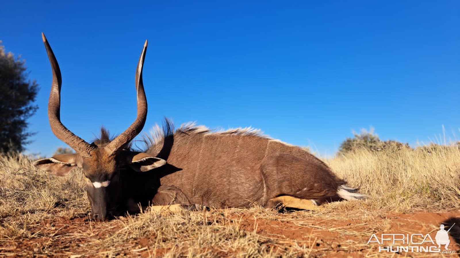 Nyala Hunt South Africa