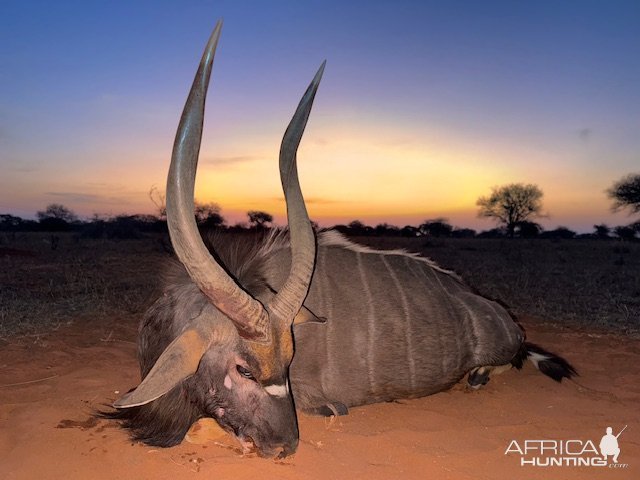 Nyala Hunt South Africa