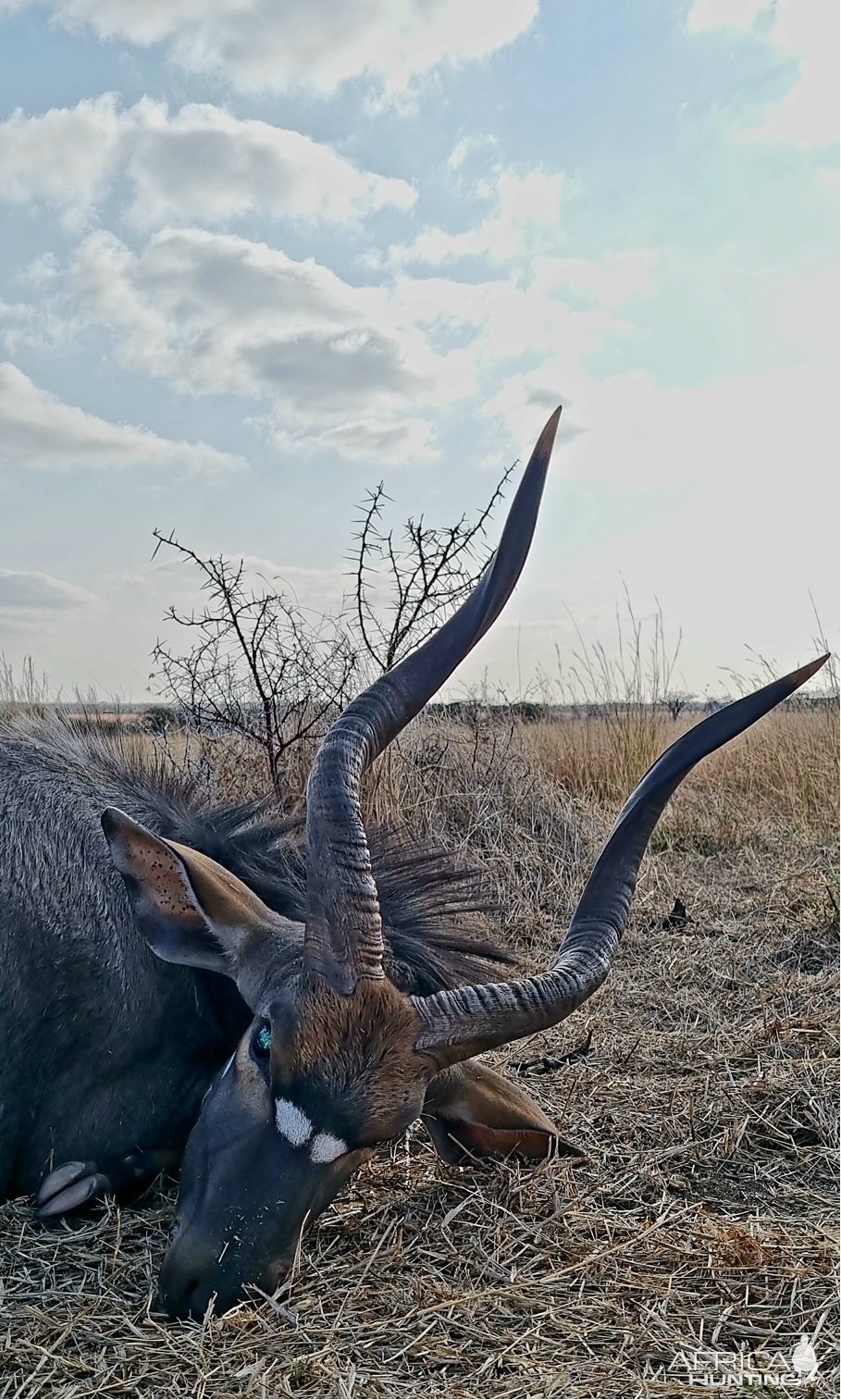 Nyala Hunt South Africa