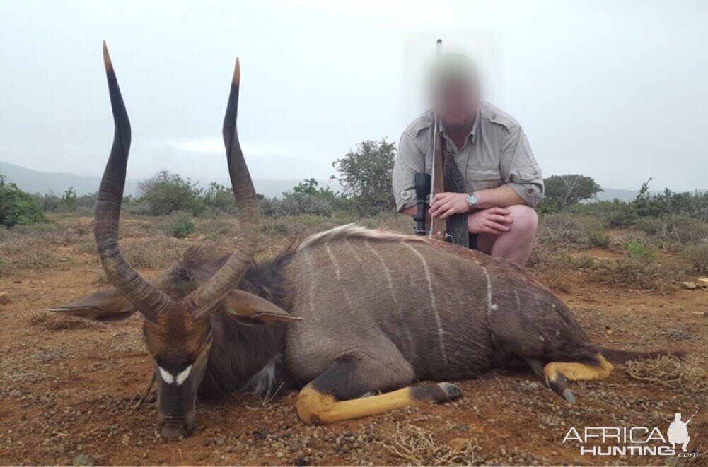 Nyala Hunt South Africa