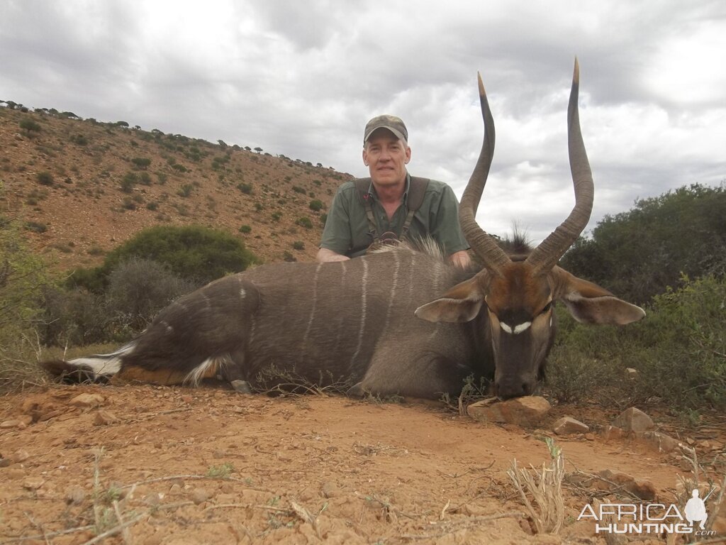 Nyala Hunt South Africa