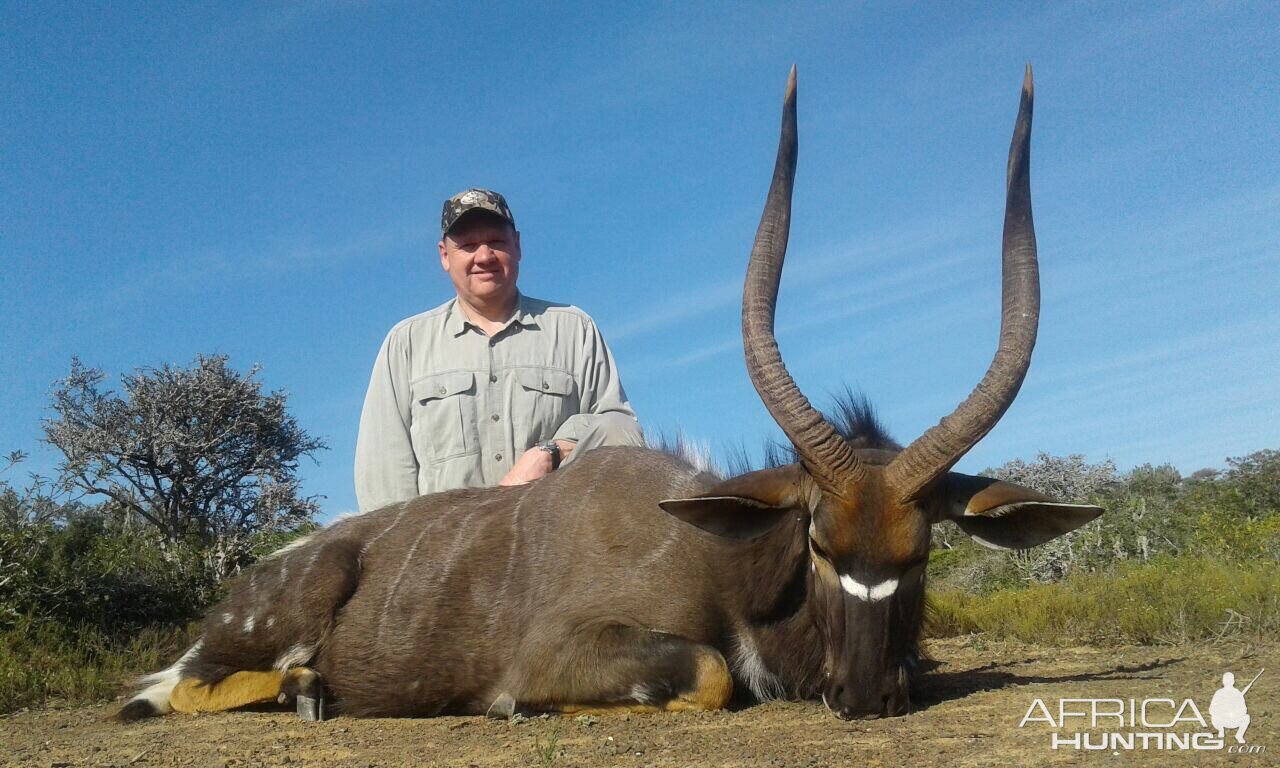 Nyala Hunt South Africa