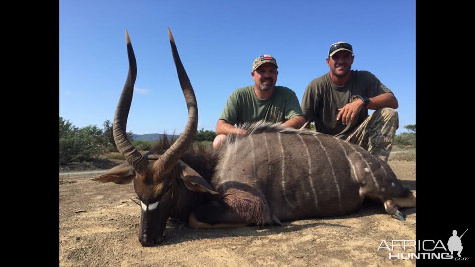 Nyala Hunt South Africa