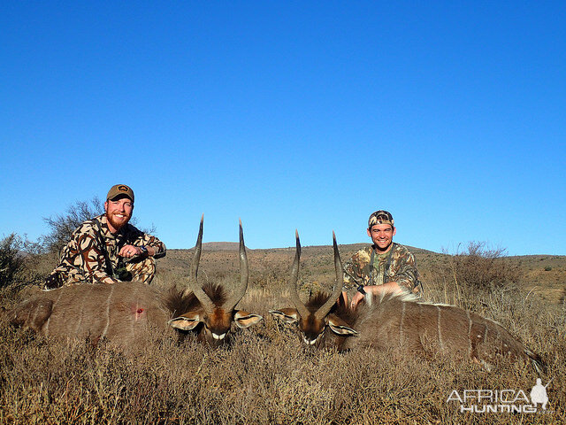 Nyala Hunt South Africa