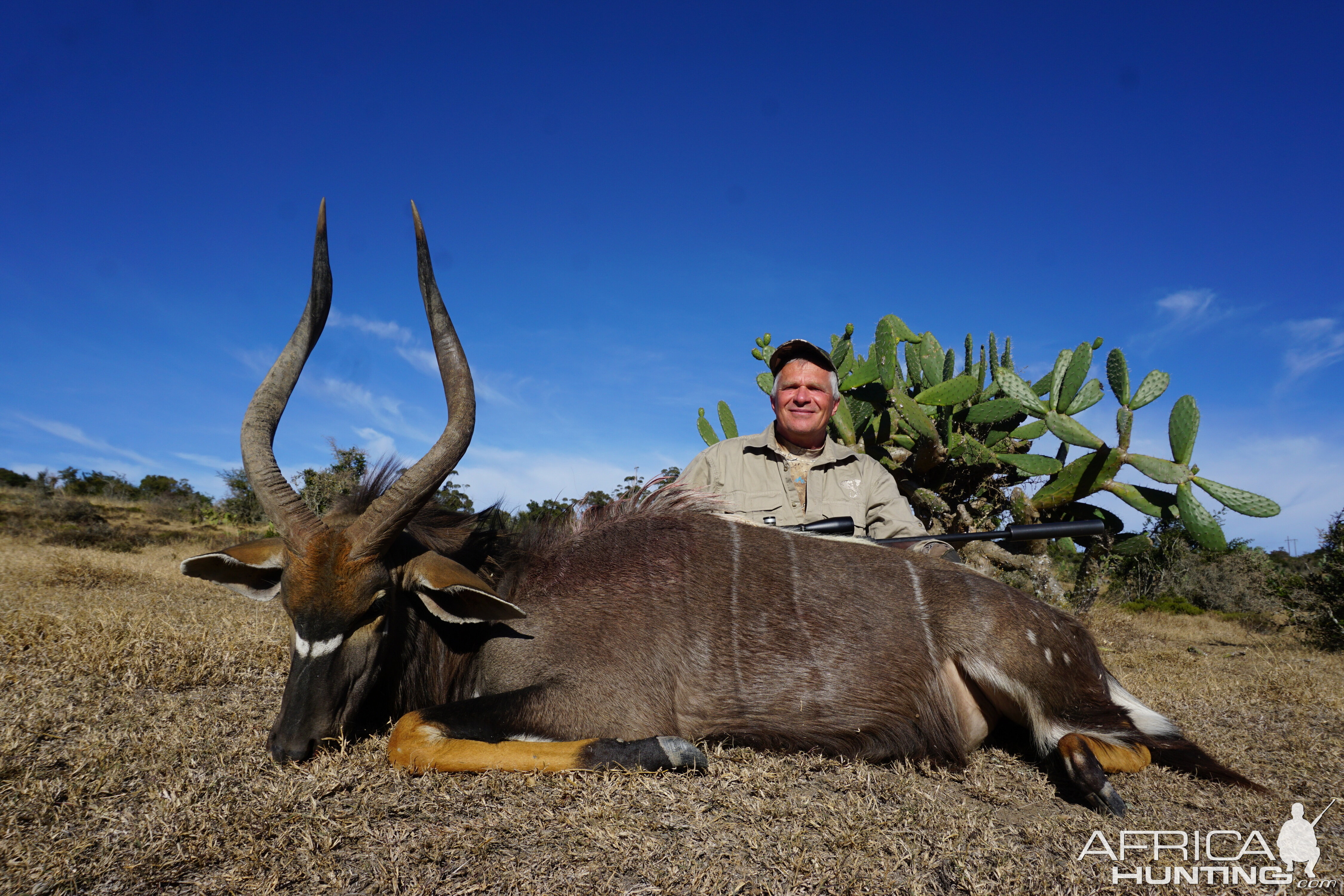 Nyala Hunt South Africa