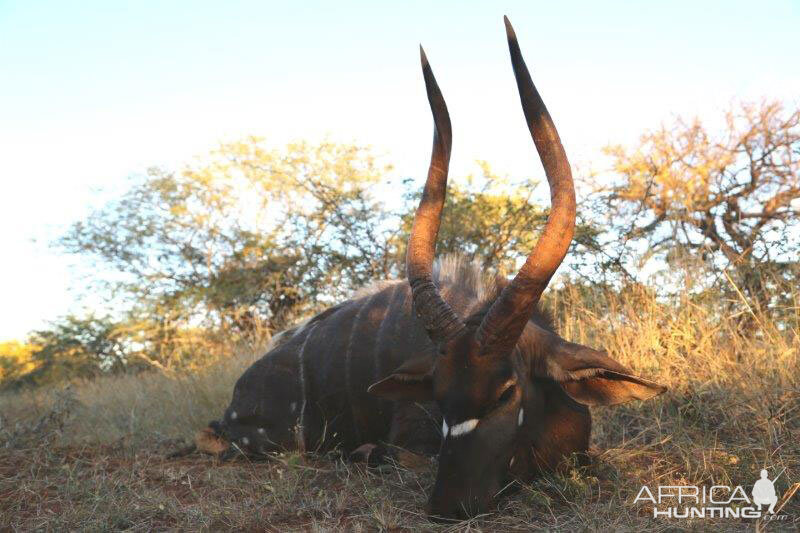 Nyala Hunt South Africa