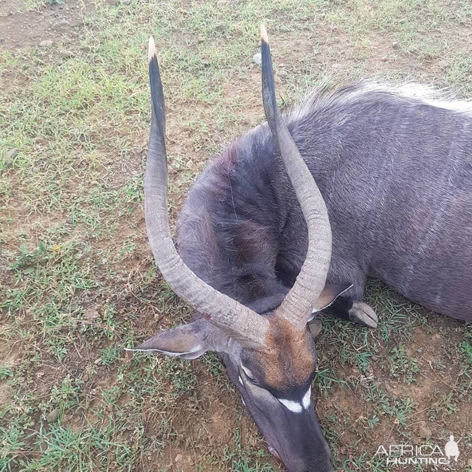 Nyala Hunt South Africa