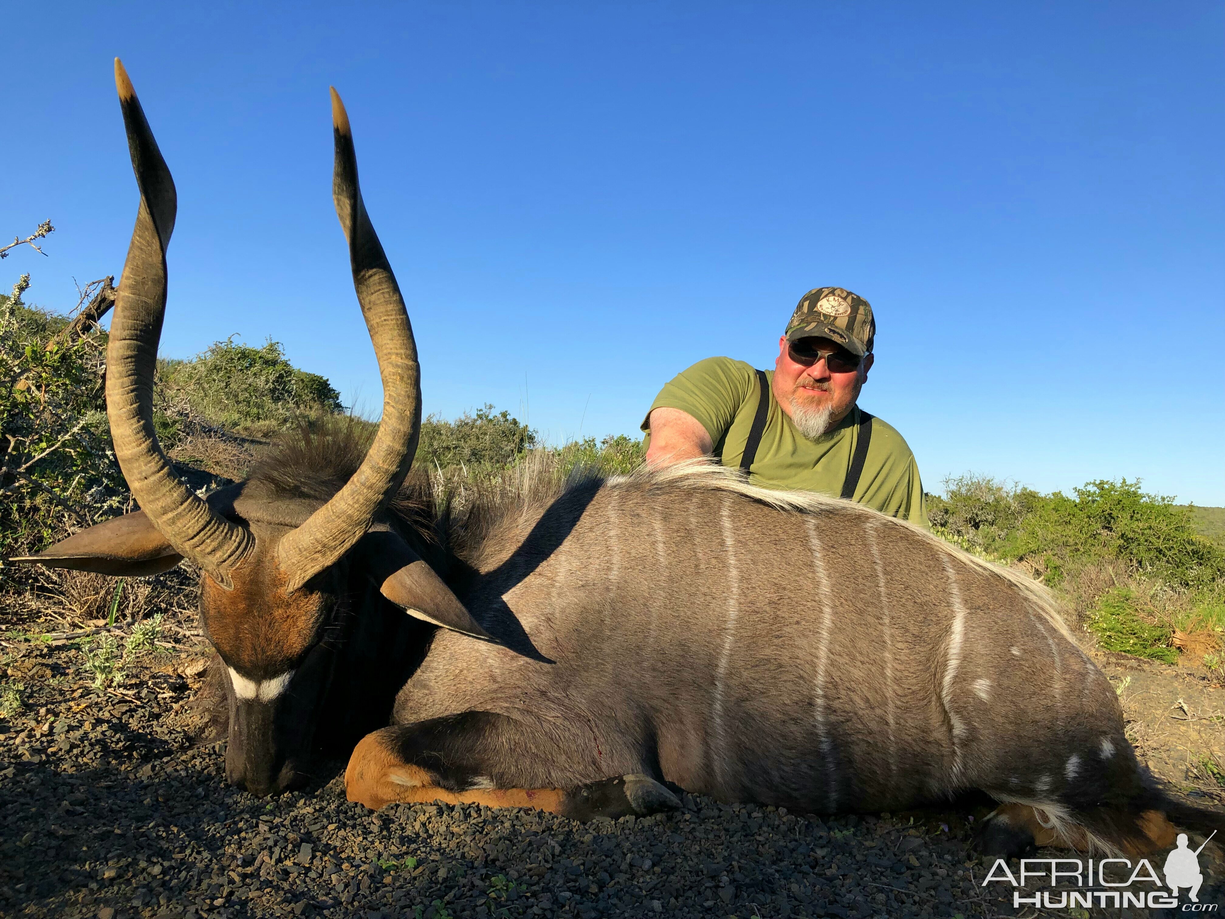 Nyala Hunt South Africa