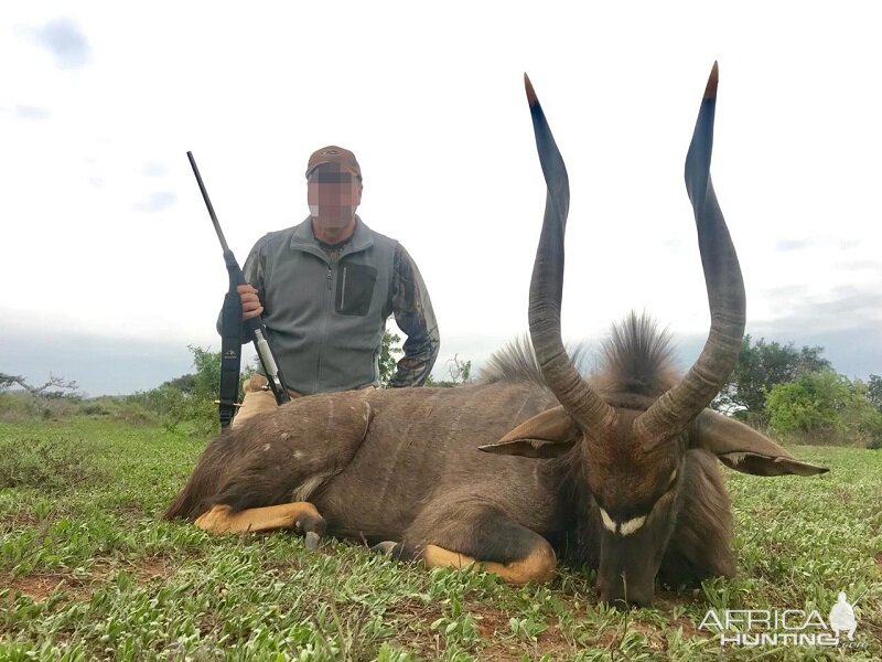 Nyala Hunt South Africa