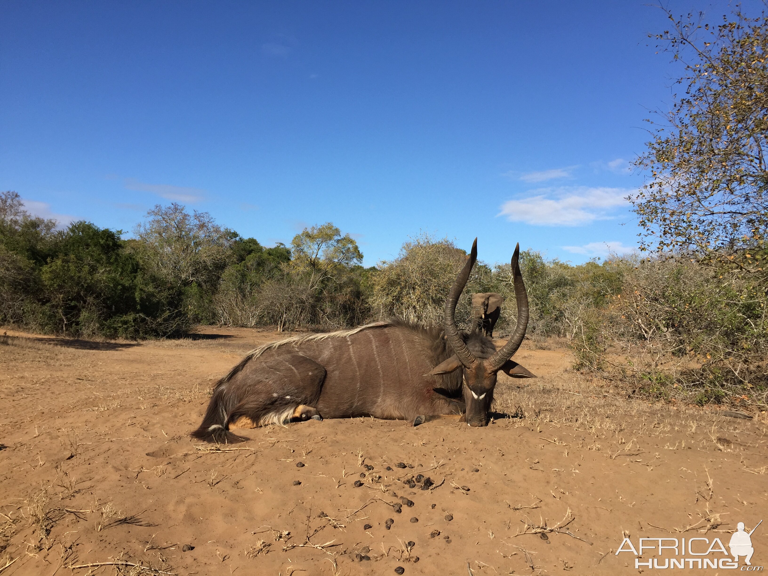 Nyala Hunt