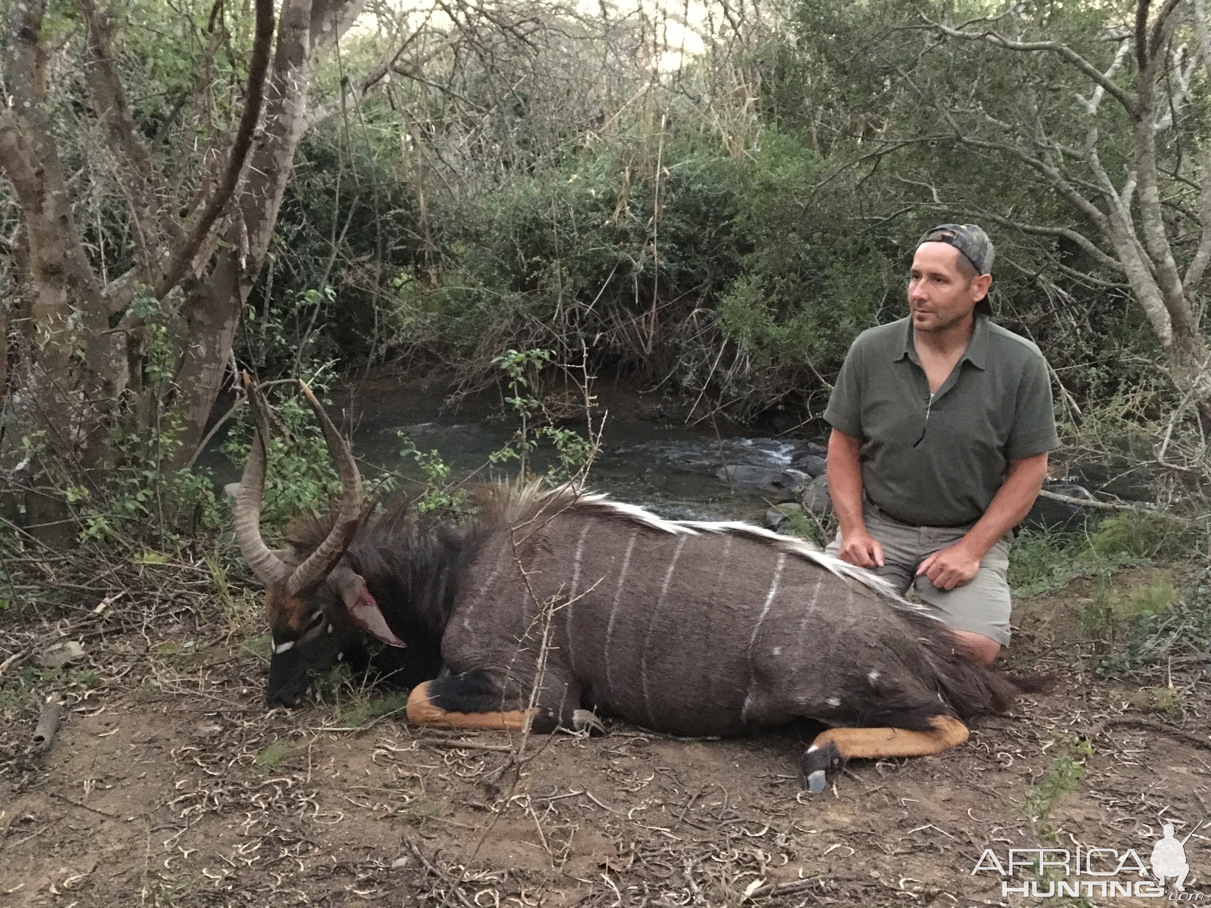 Nyala Hunting in South Africa