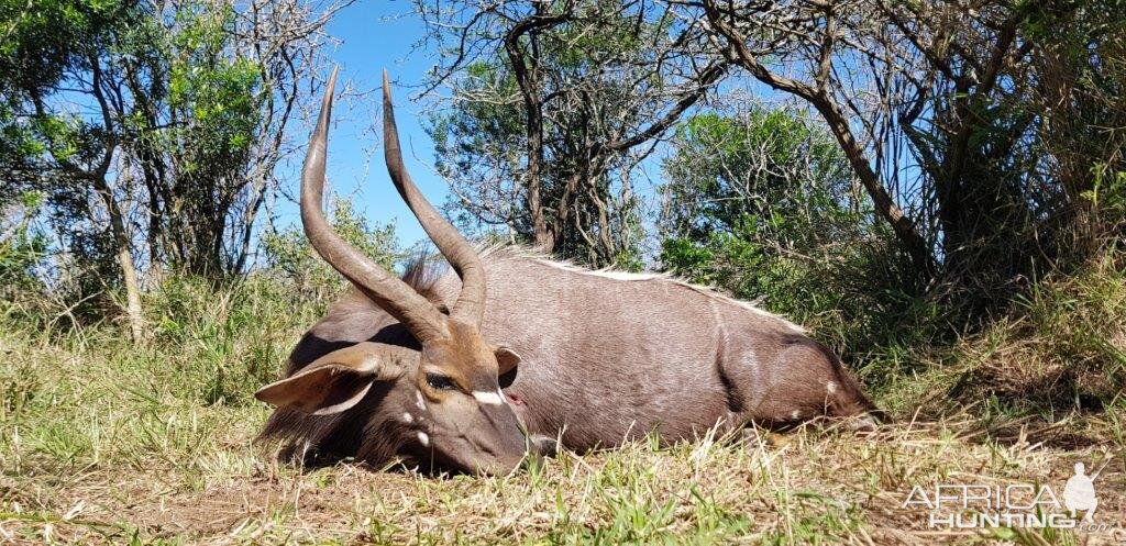 Nyala Hunting South Africa