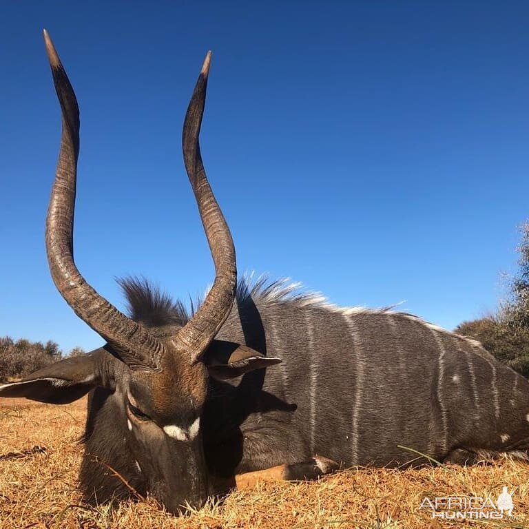 Nyala Hunting South Africa