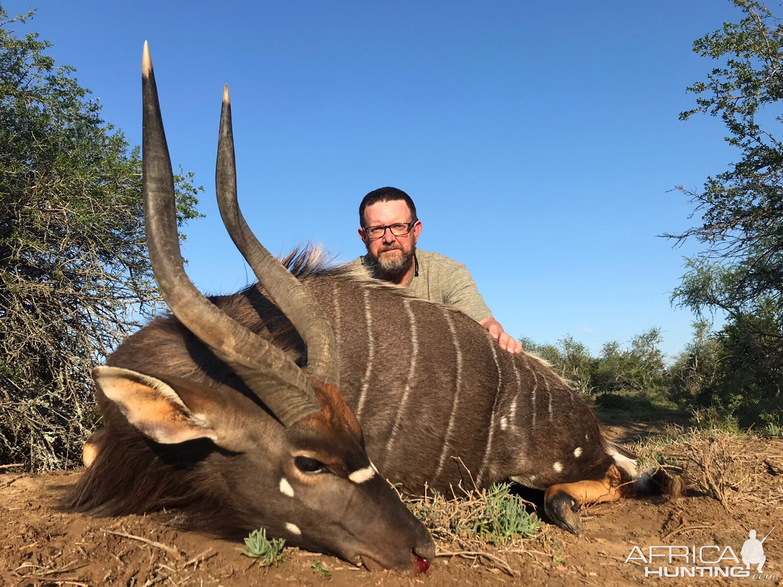 Nyala Hunting South Africa