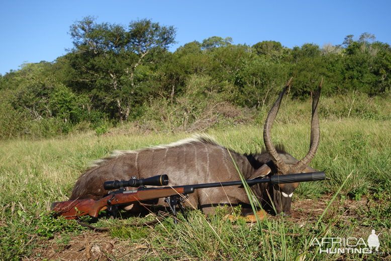 Nyala Hunting South Africa