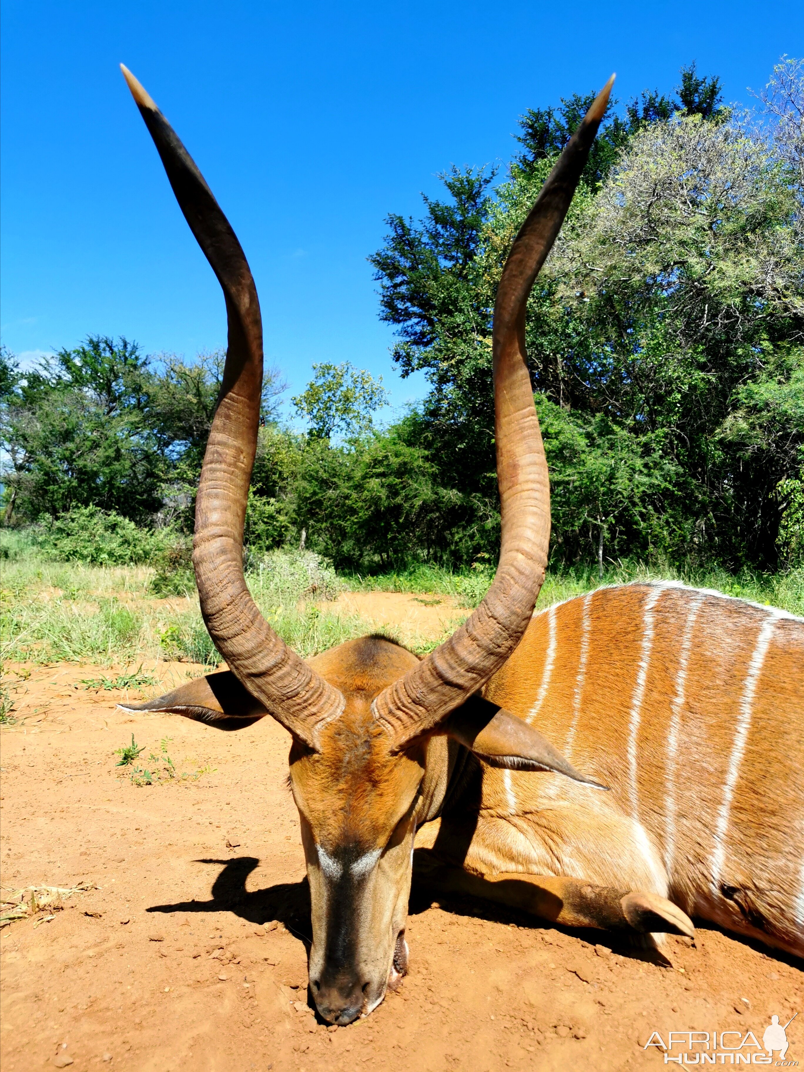 Nyala Hunting South Africa