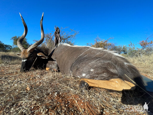 Nyala Hunting South Africa