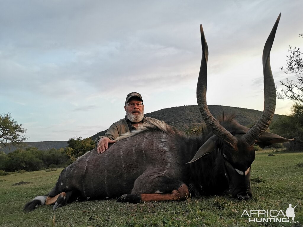 Nyala Hunting South Africa